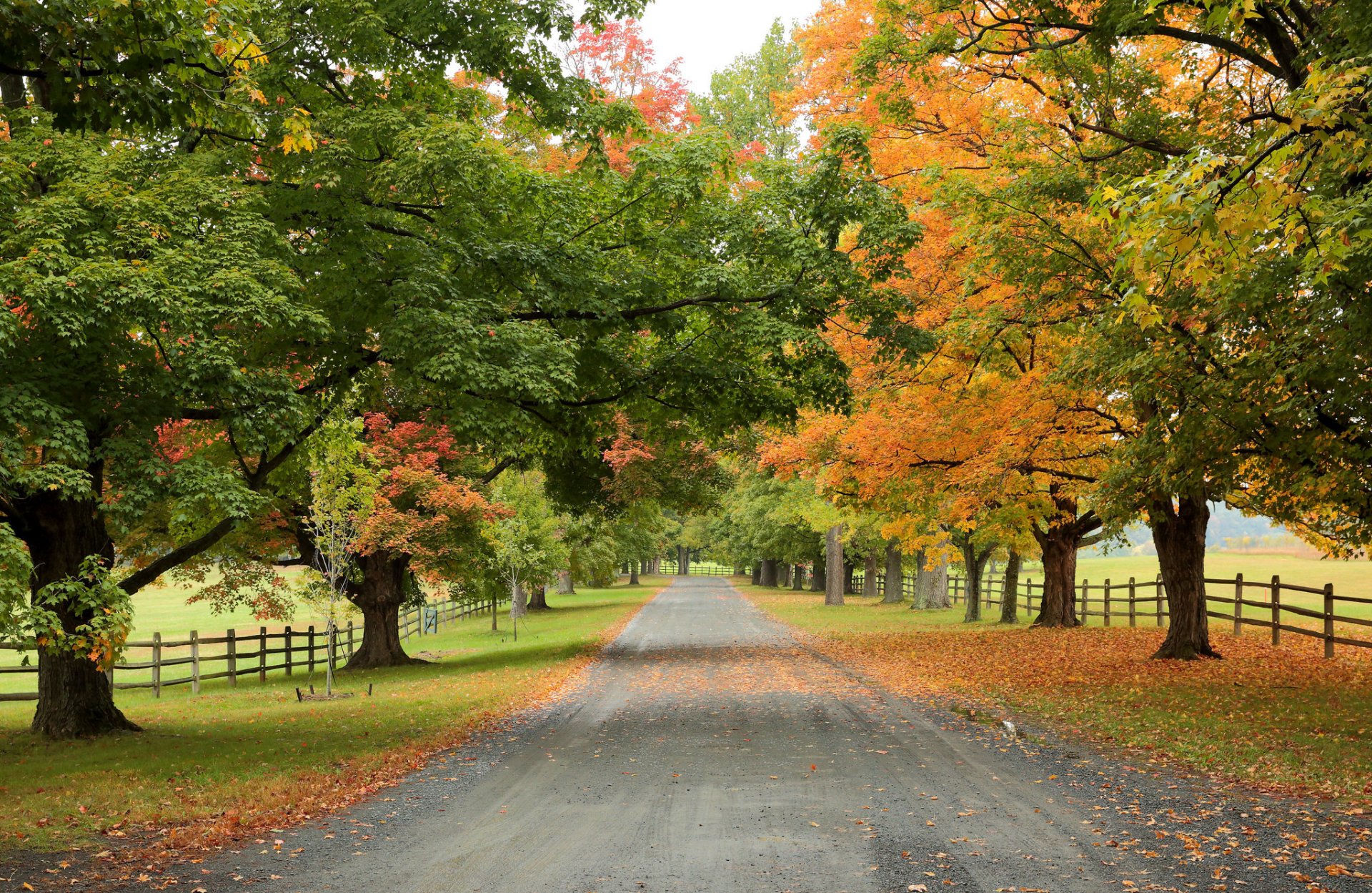 strada alberi autunno natura