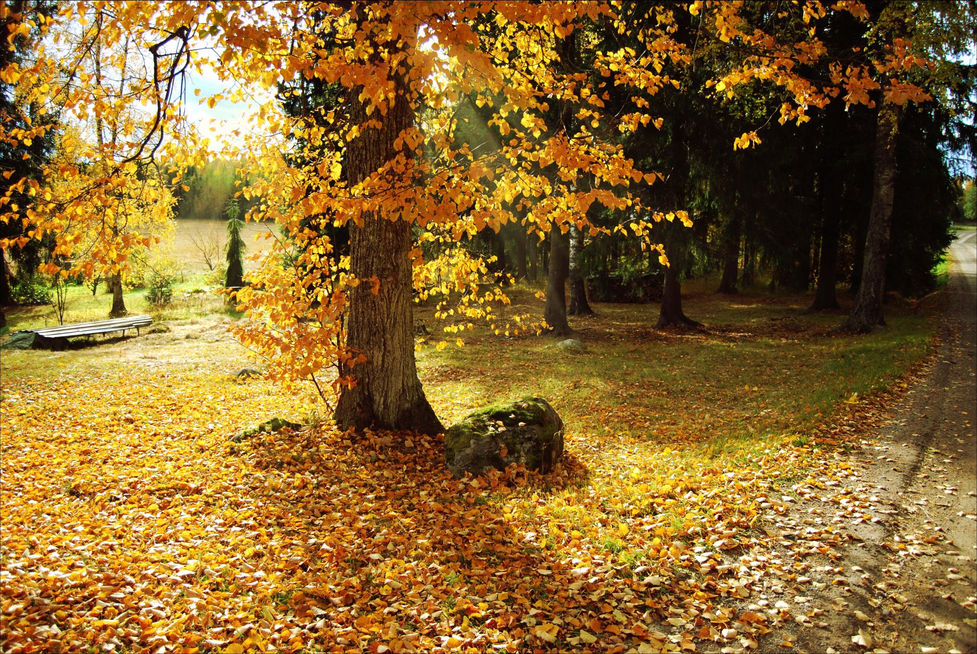 autumn park tree leaves path nature photo