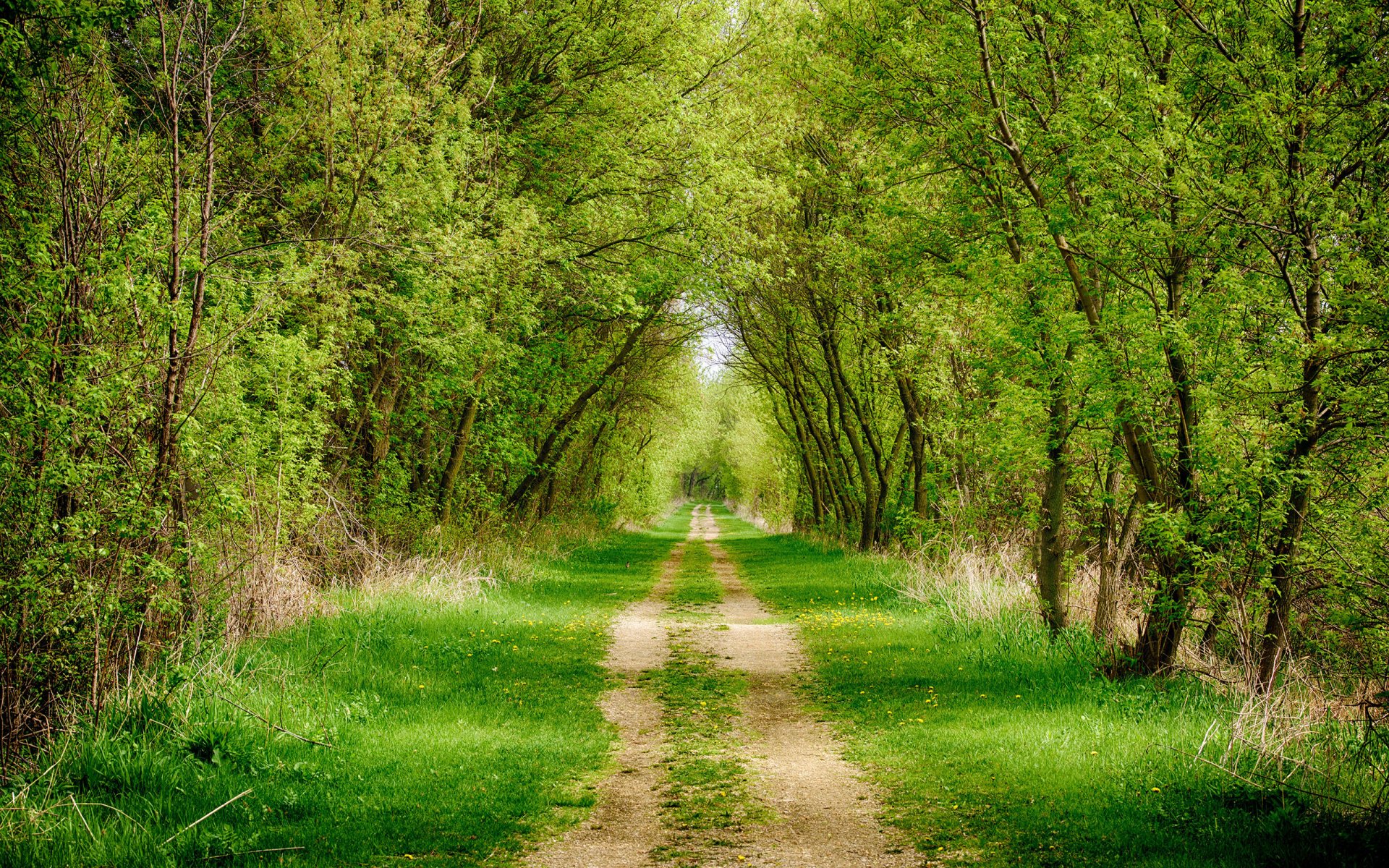 forêt route sentier herbe arbres allée