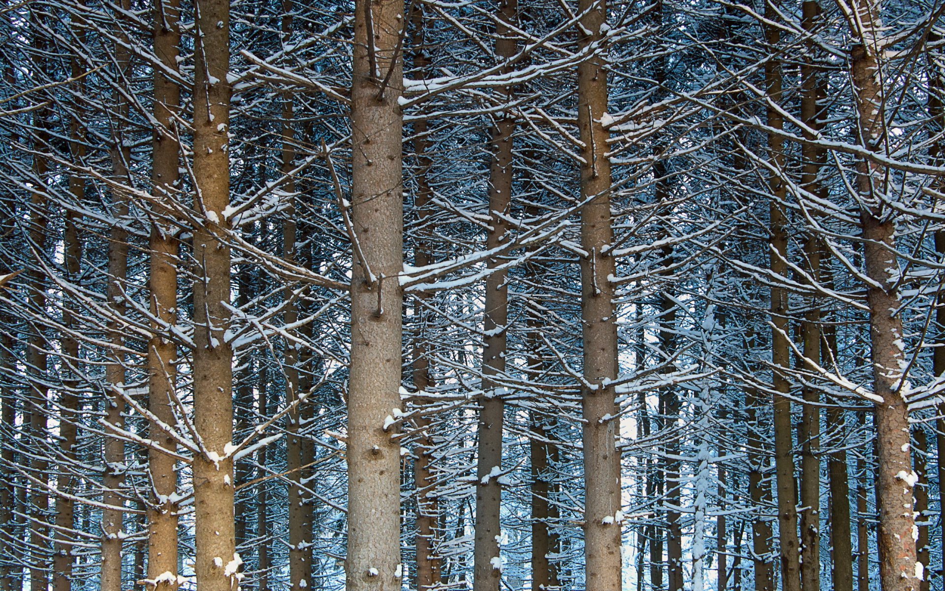 arbres forêt nature