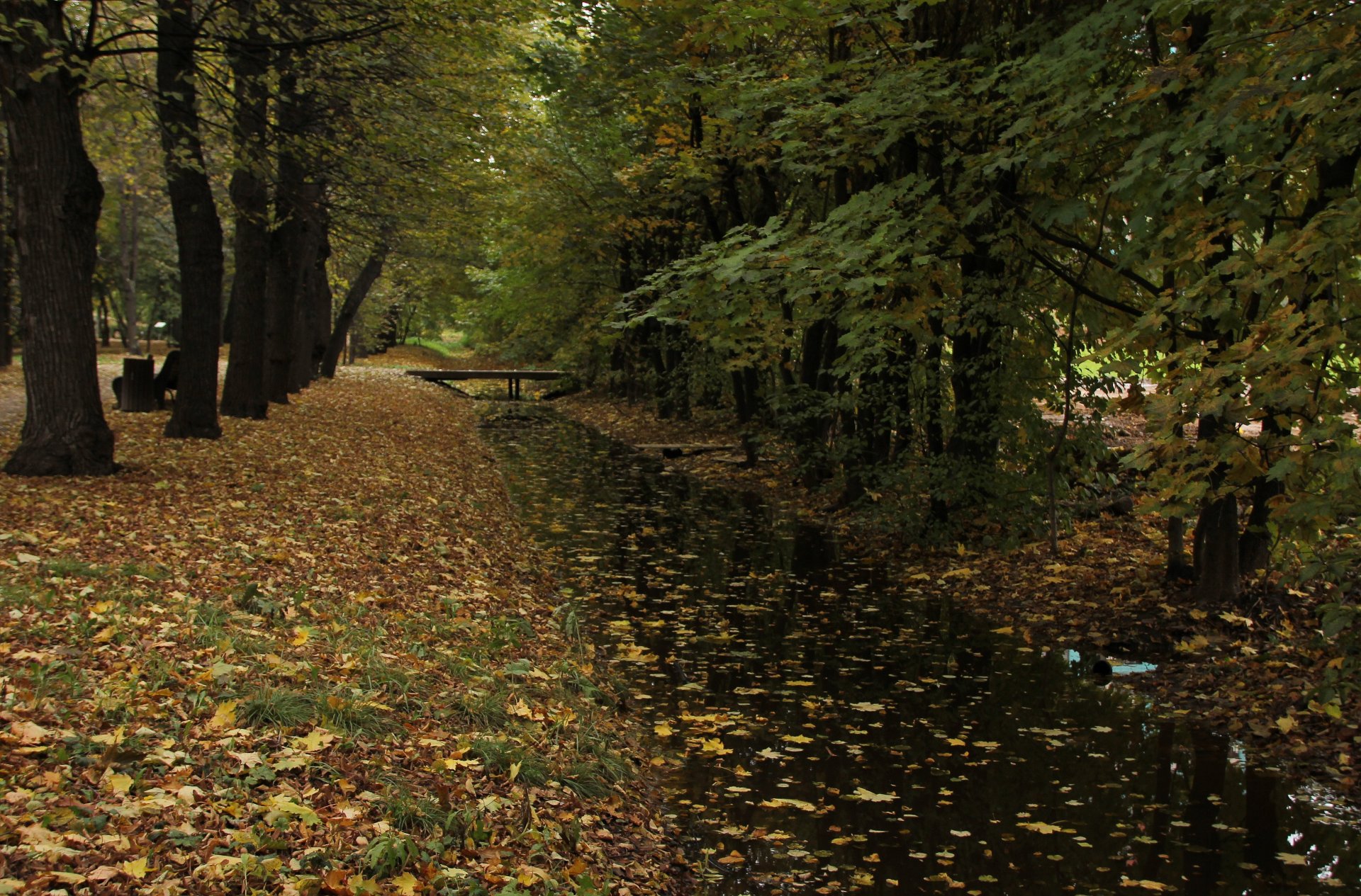 herbst bäume blätter wasser büsche tapete