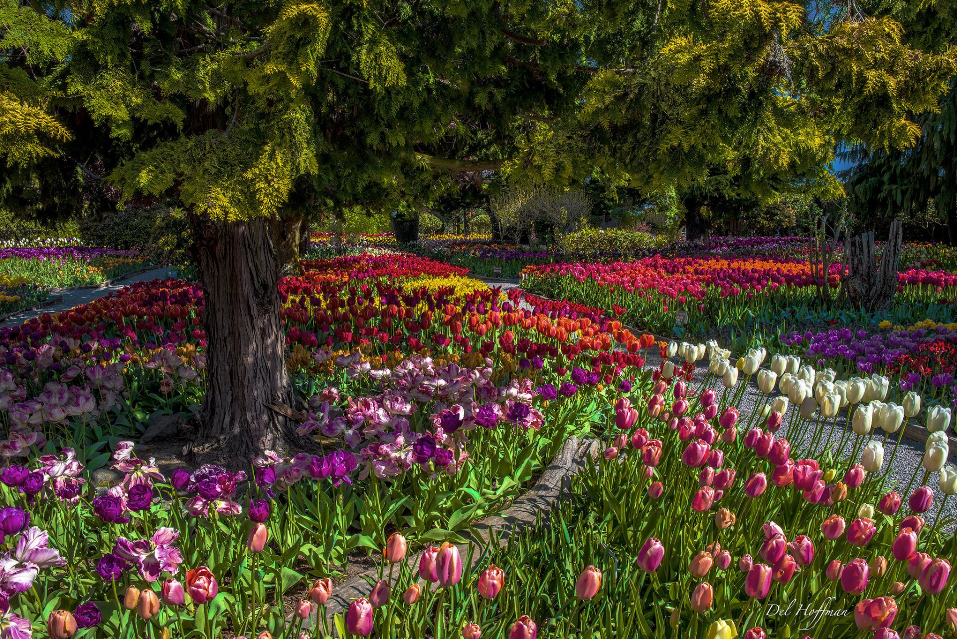 parc fleurs tulipes arbres