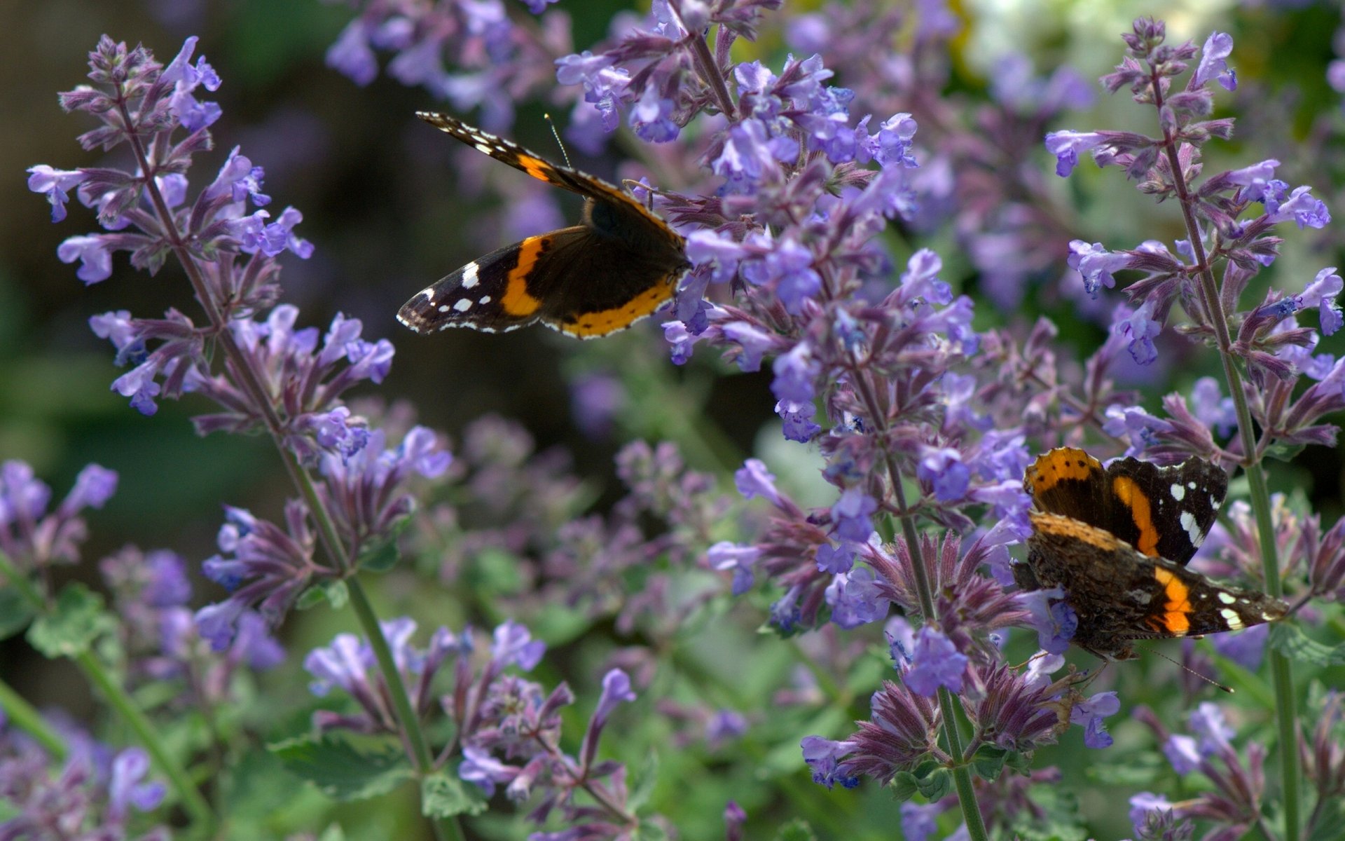 butterfly admiral lavender flower close up