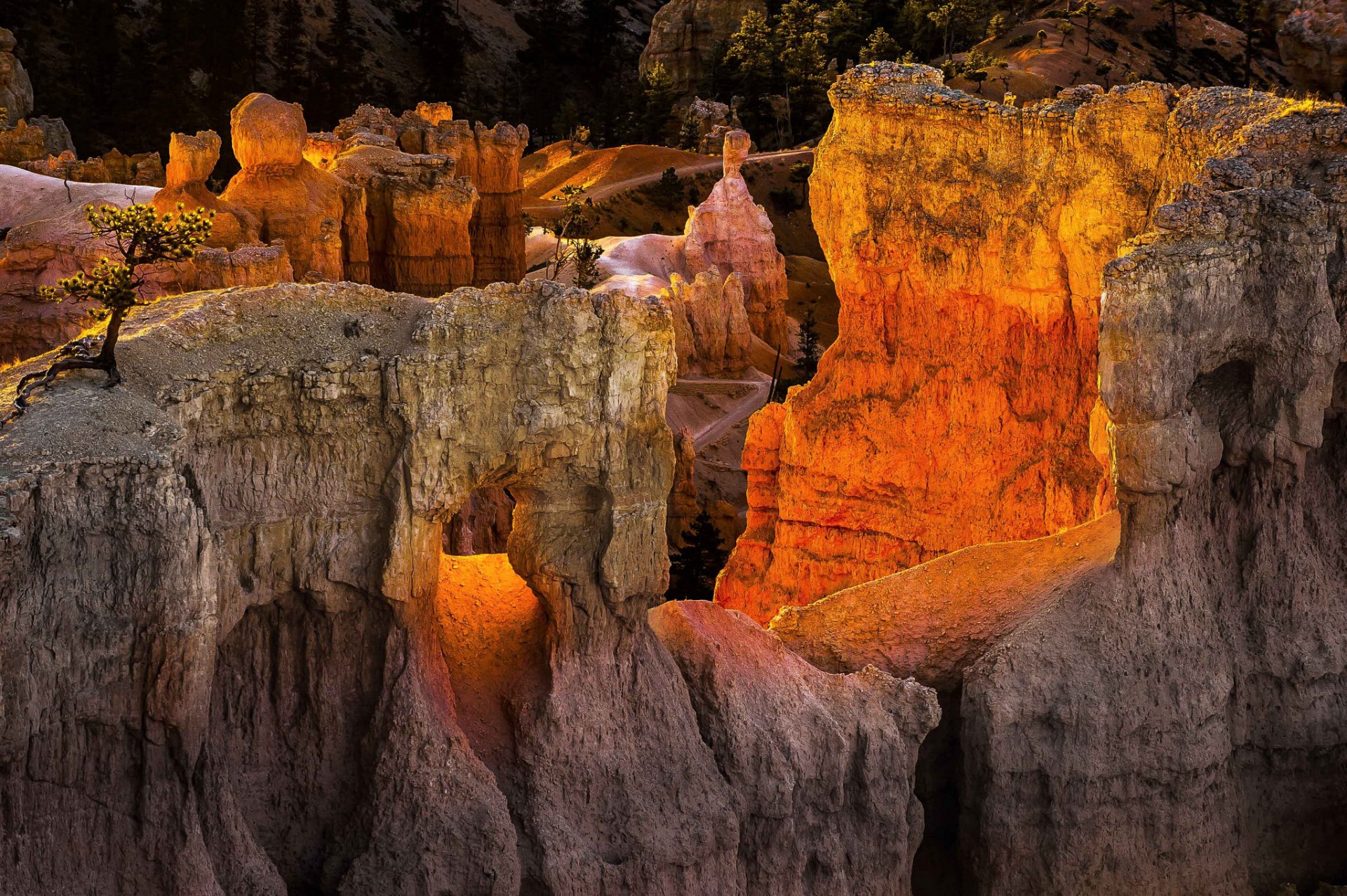 bryce canyon nationalpark utah usa felsen berge baum sonnenuntergang