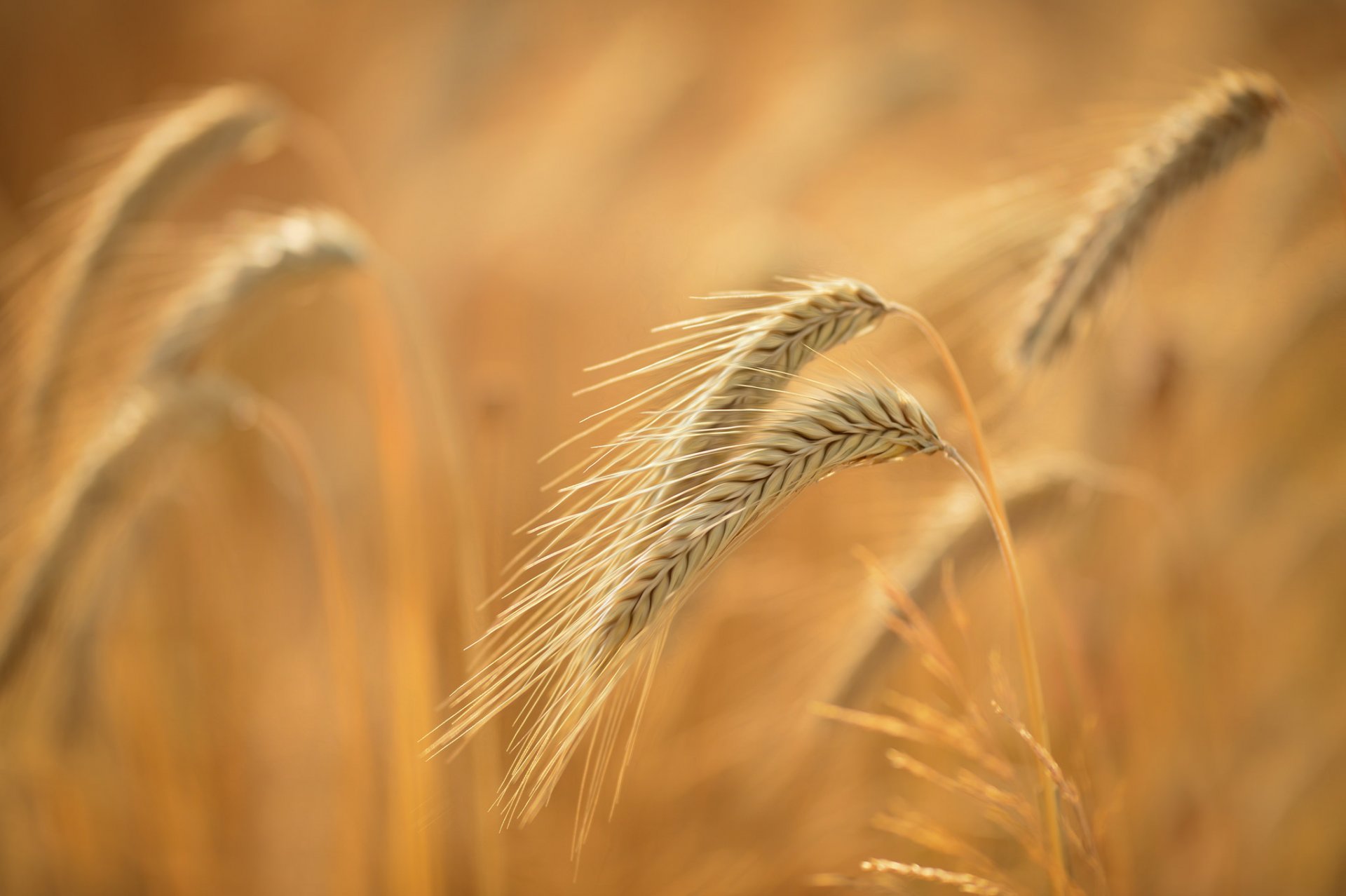 campo espigas macro verano