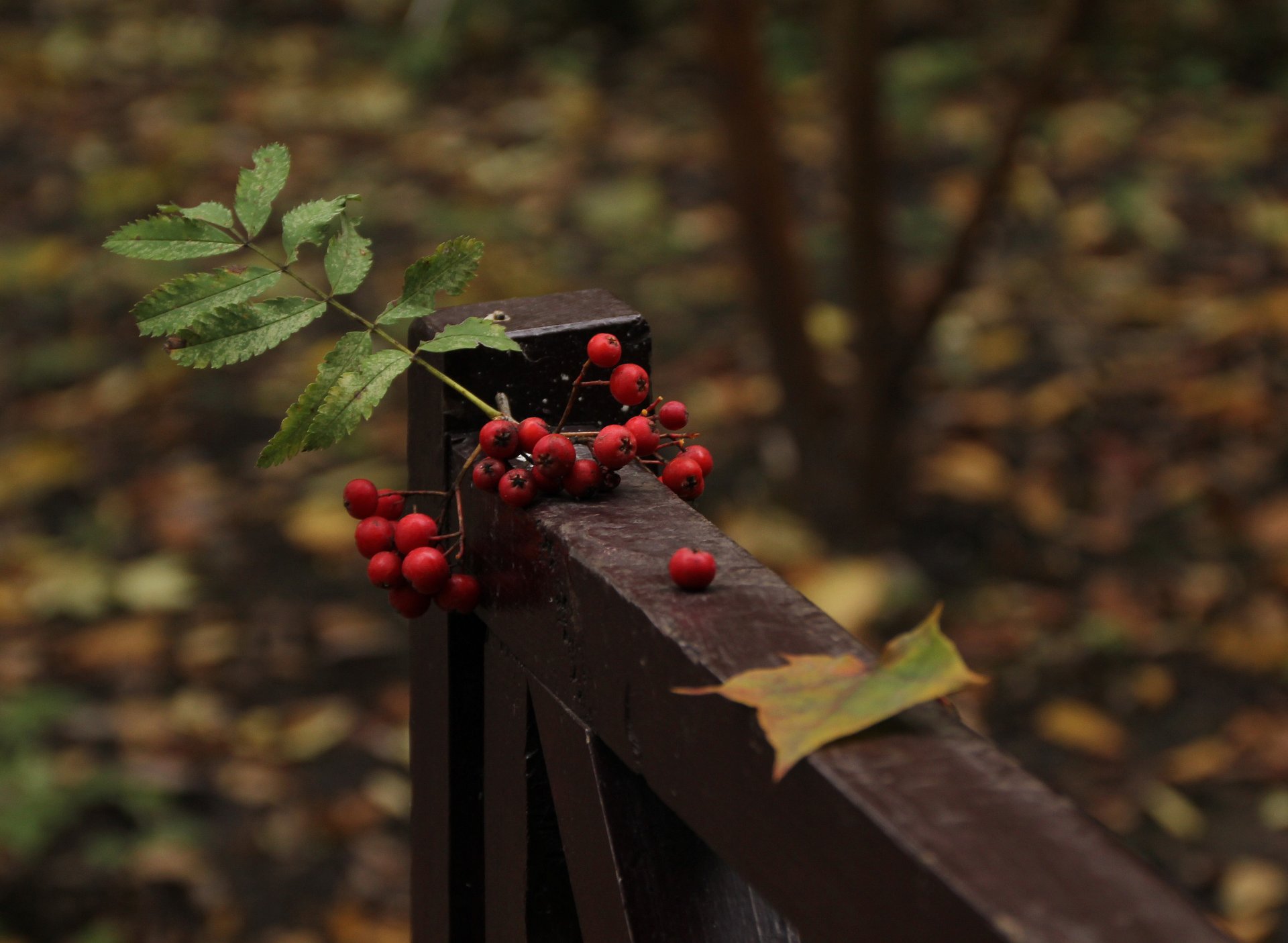 bench rowan leaves beautiful wallpaper wallpapers wallpaper widescreen