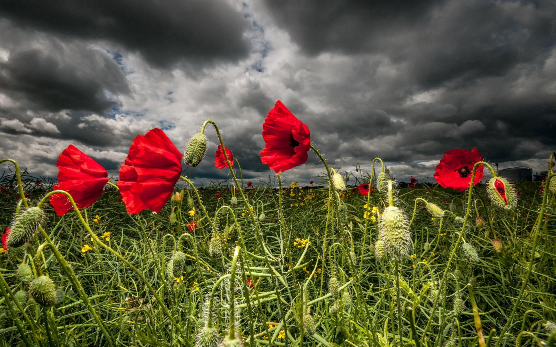 blumen mohnblumen natur