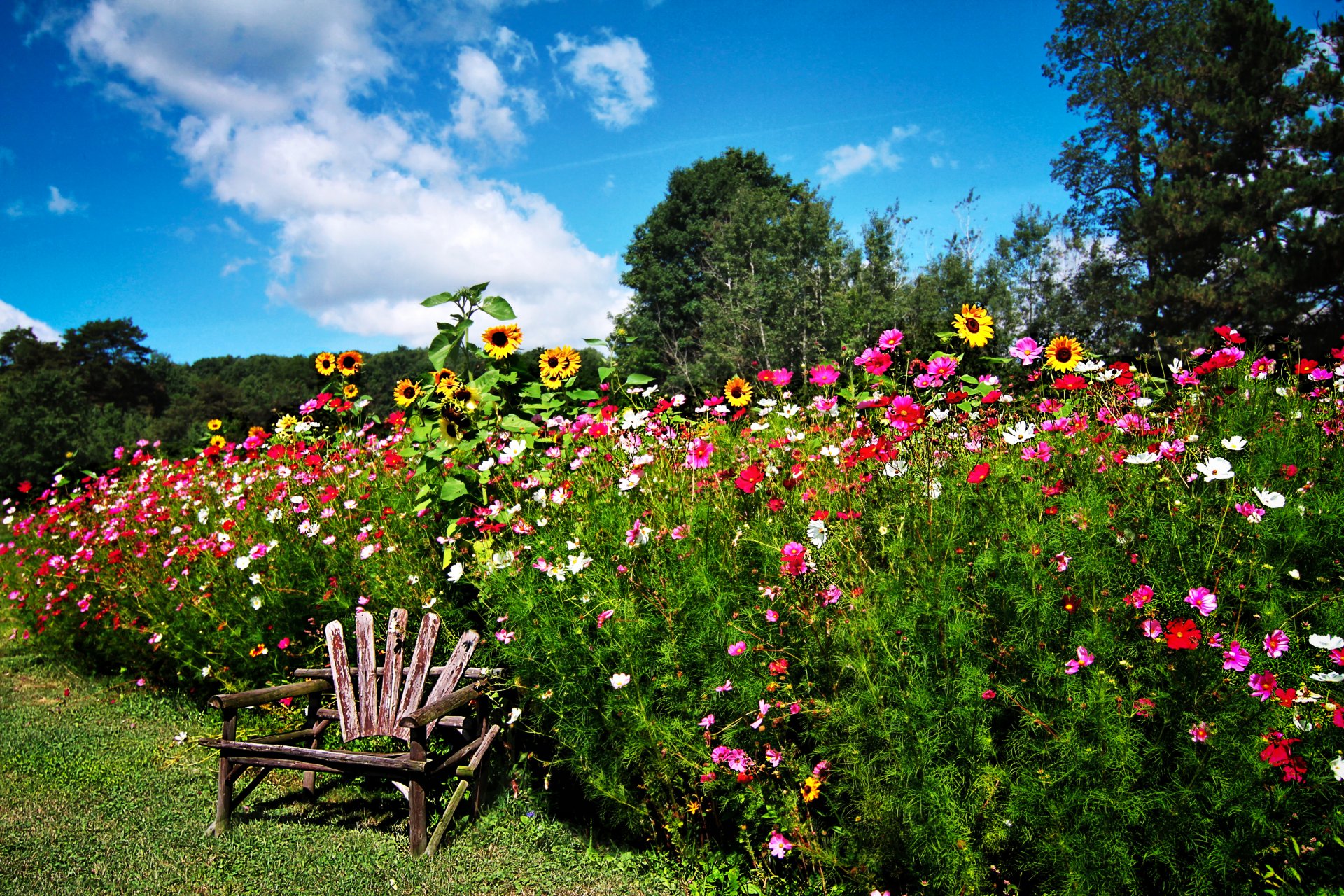 upplies tree grass bush flower kosmeya sunflower chair