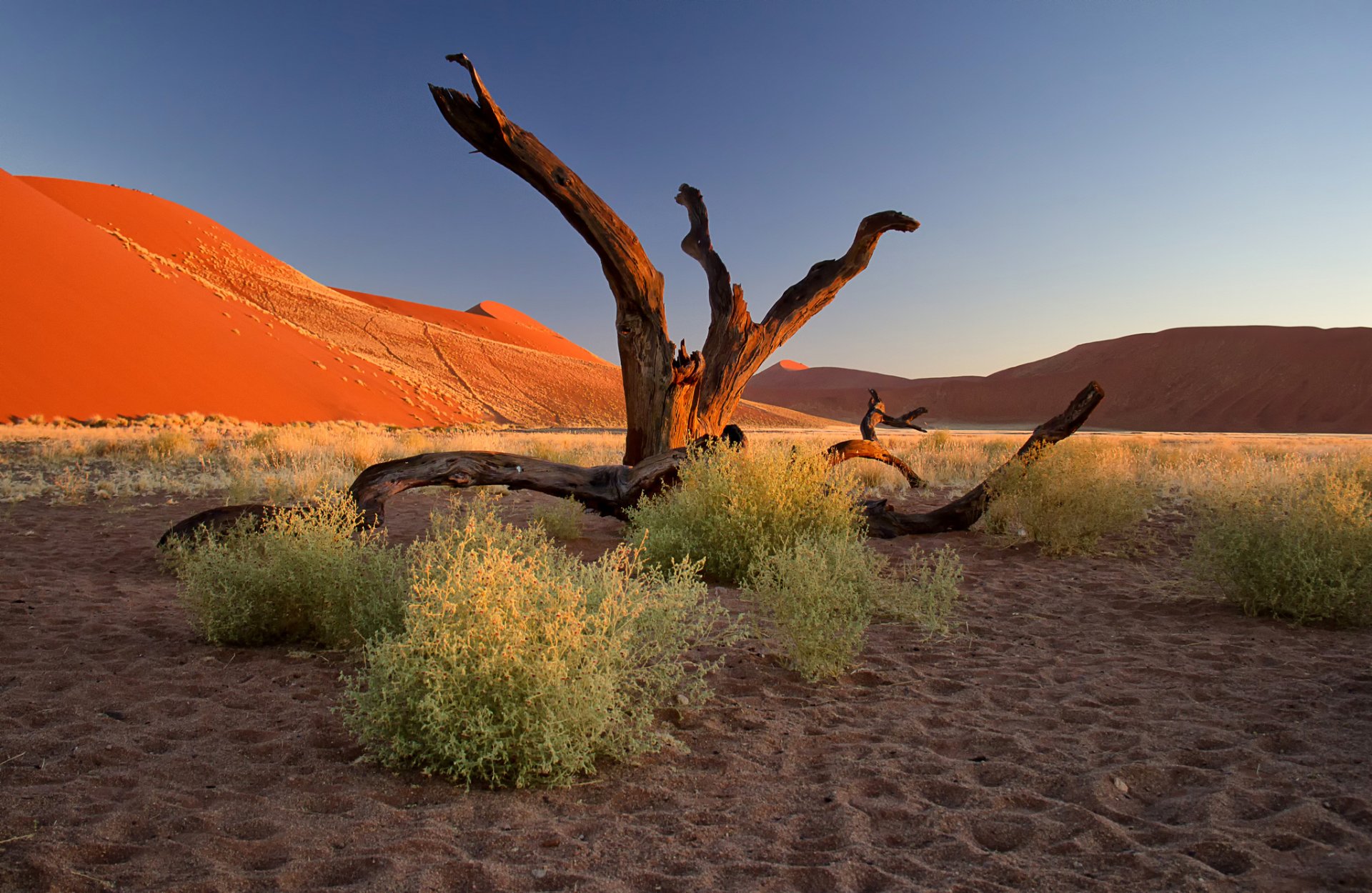 namibia afryka pustynia namib zachód słońca krzewy barchan piasek drzewo