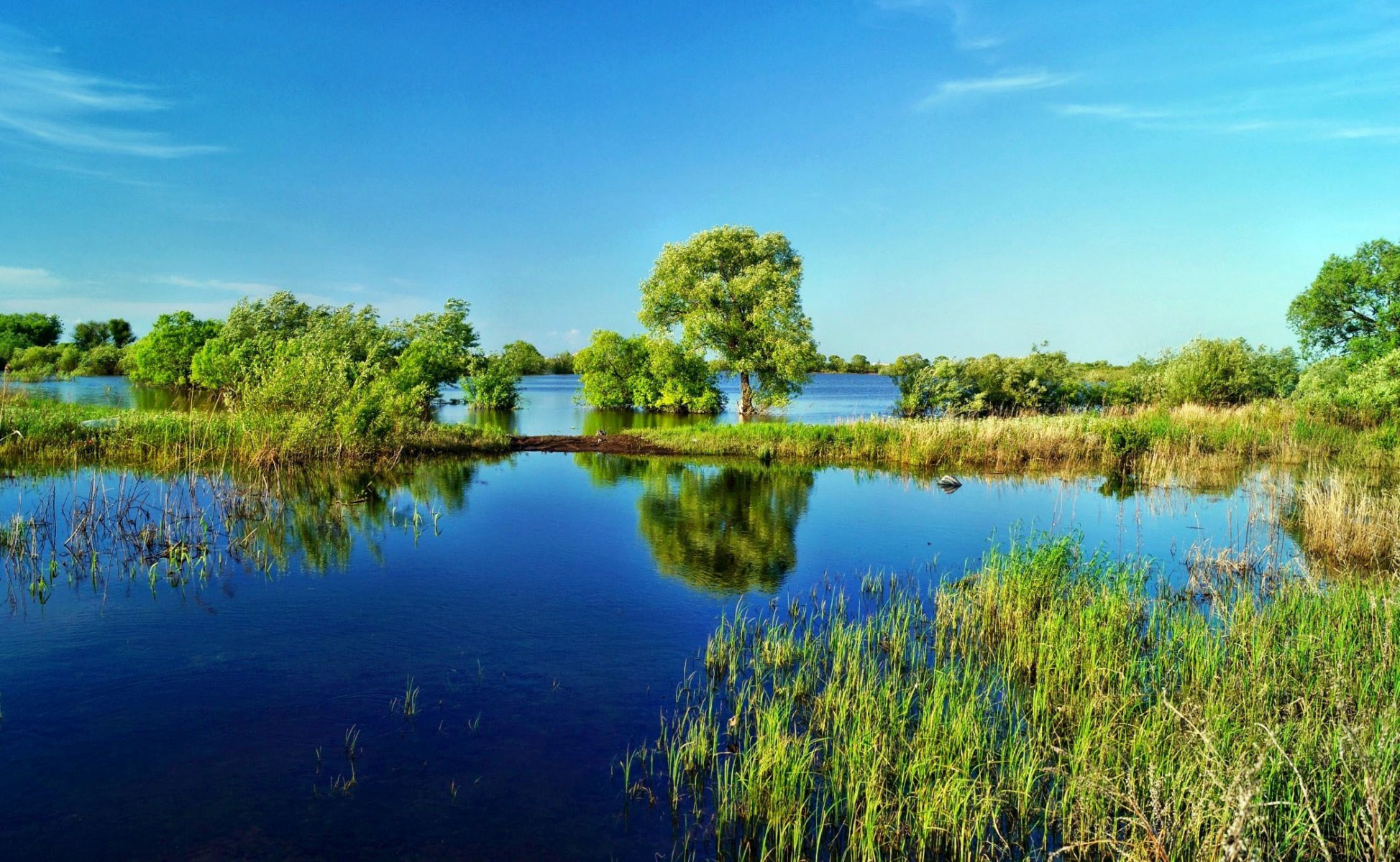 lago acqua alberi erba canne cielo