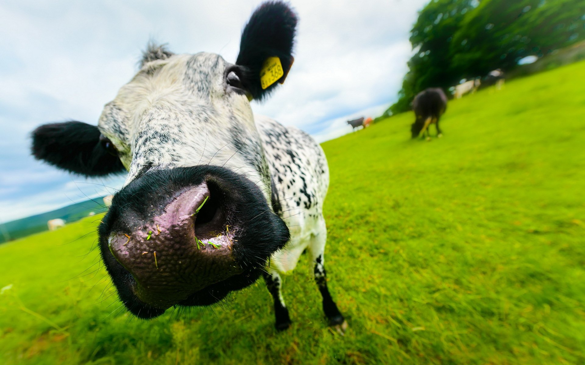 vache museau été