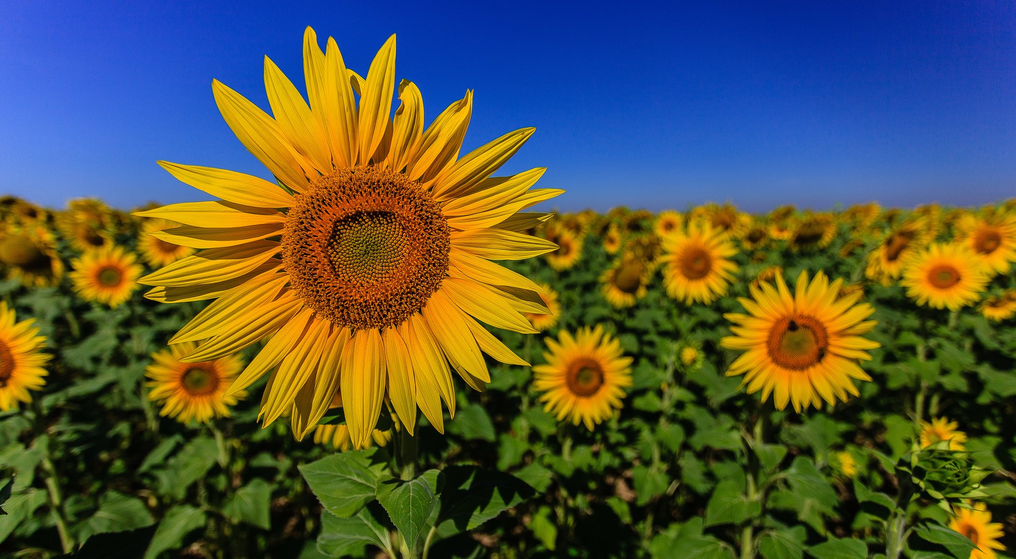 cielo campo girasol pétalos hojas