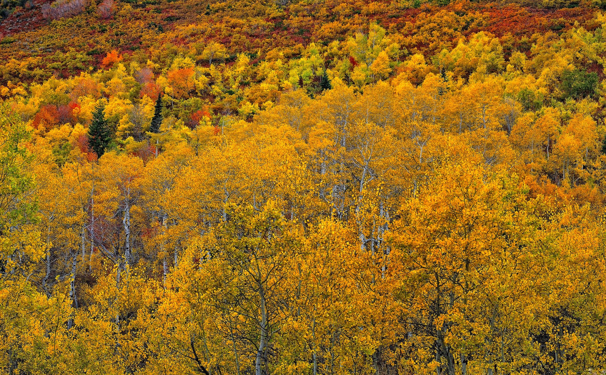 aspen kolorado usa las osika liście jesień