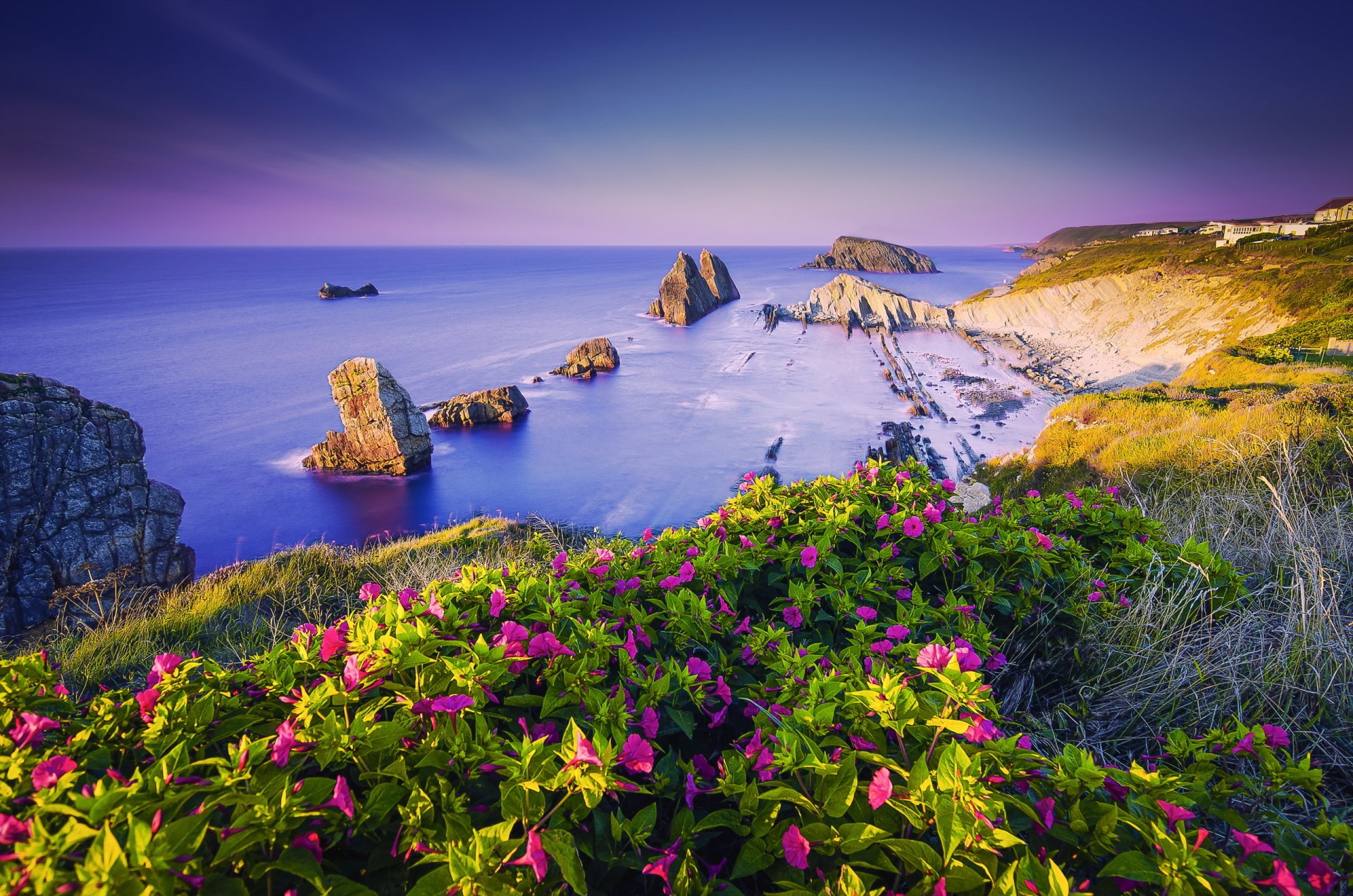 blumen meer felsen sommer