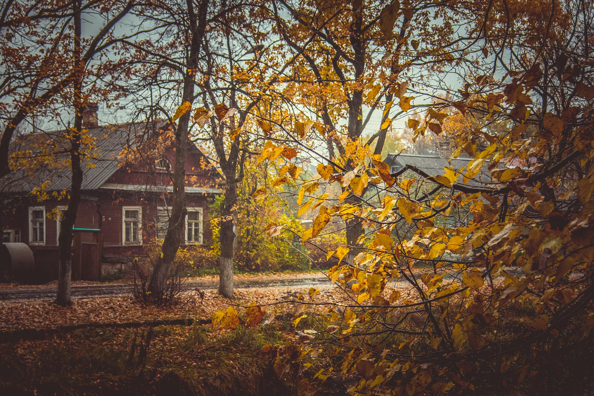 autunno foglie alberi giallo casa villaggio russia rustico