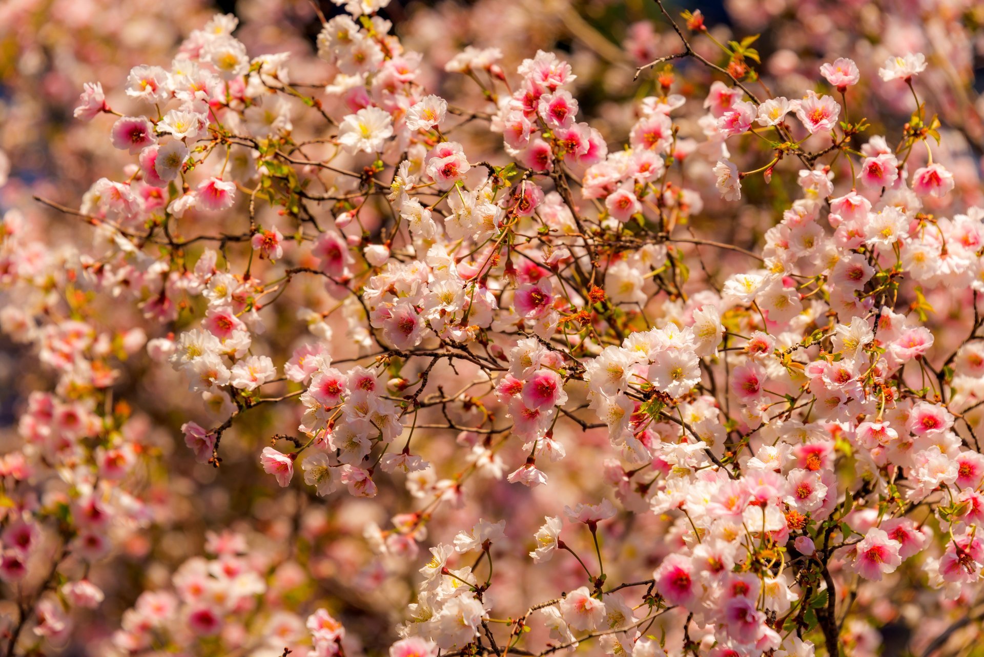 nature flowers spring trees spring