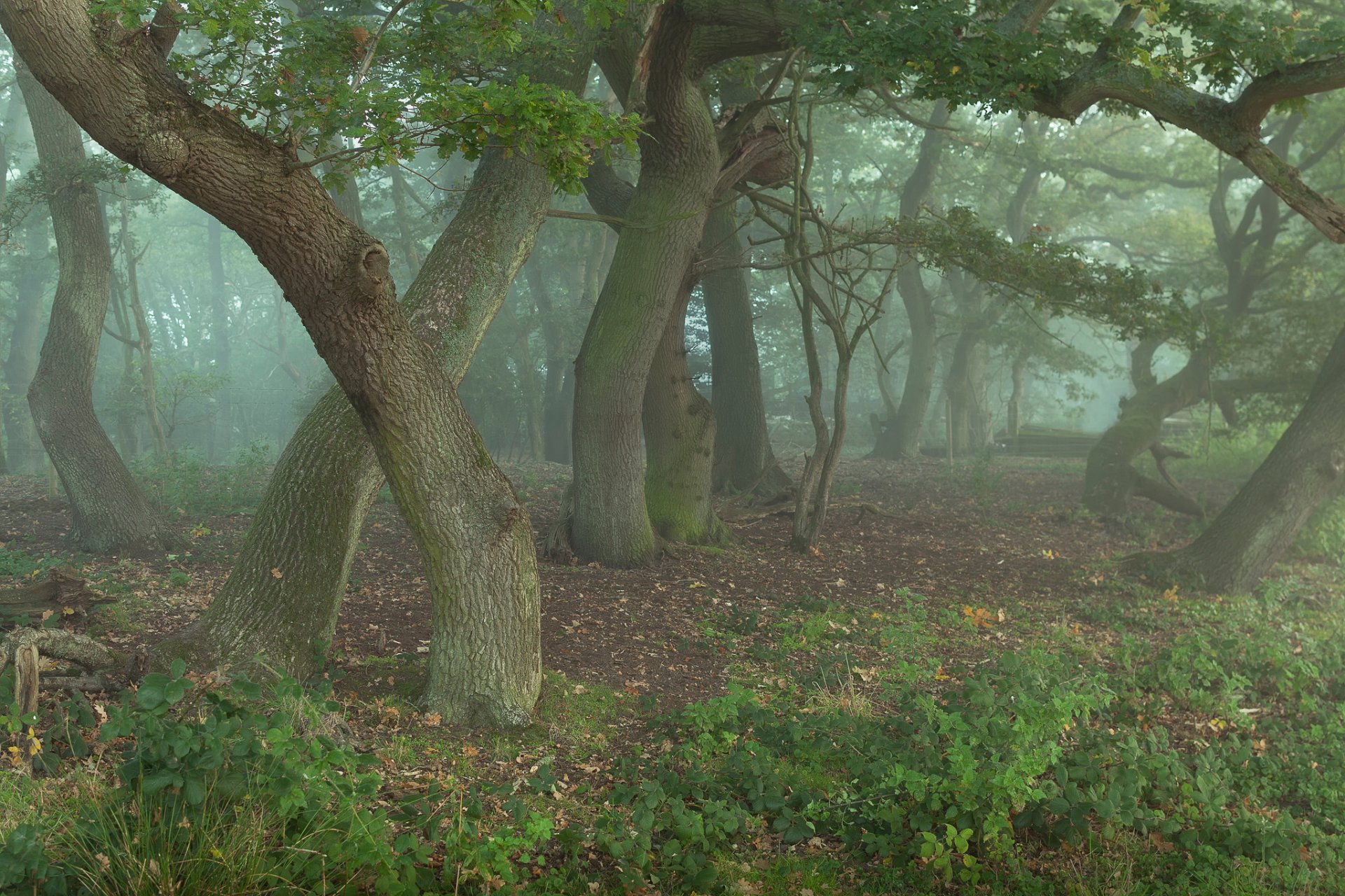 wald bäume eichen zauberer etwas das im nebel flüstert