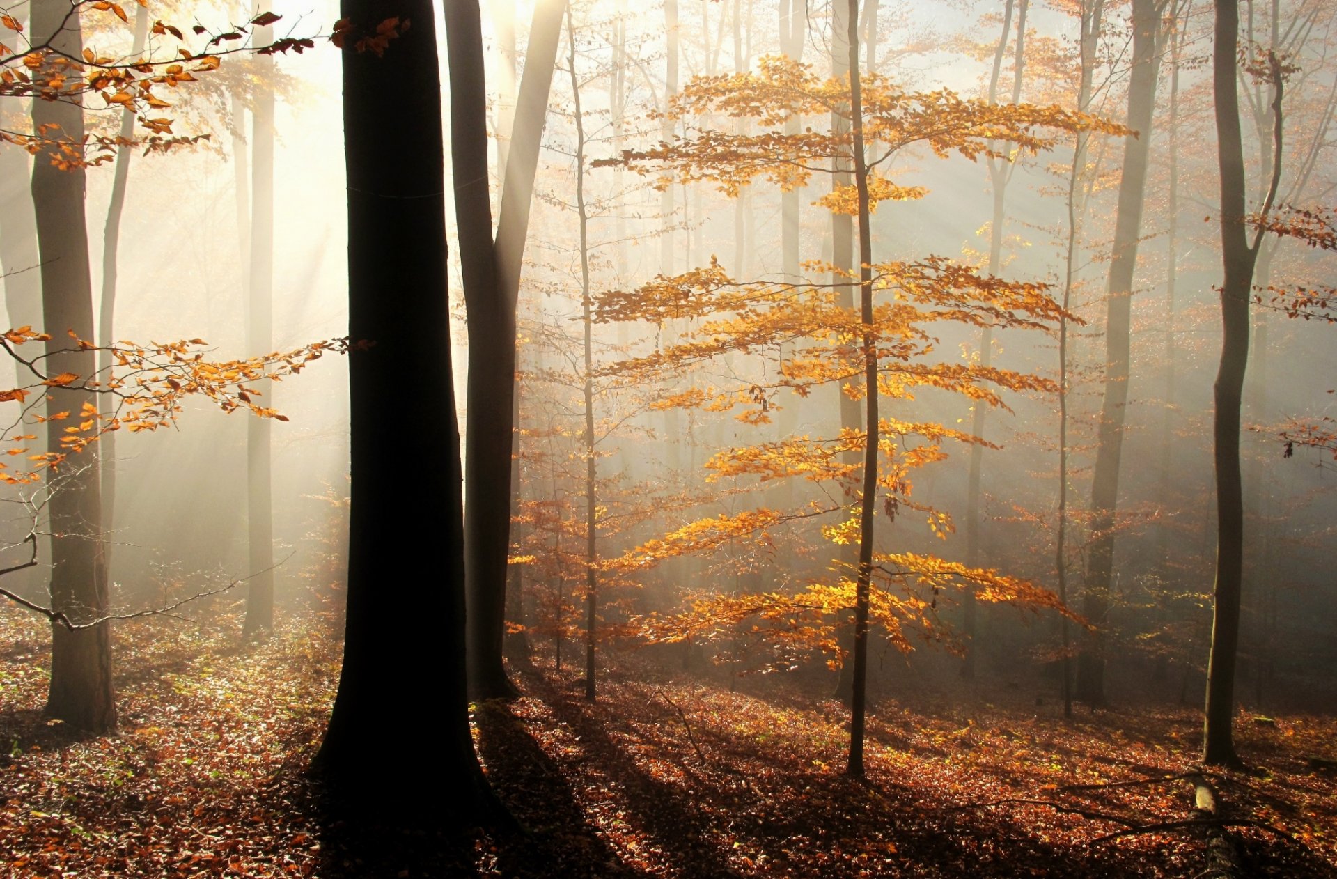 las promienie mgła drzewa liście jesień