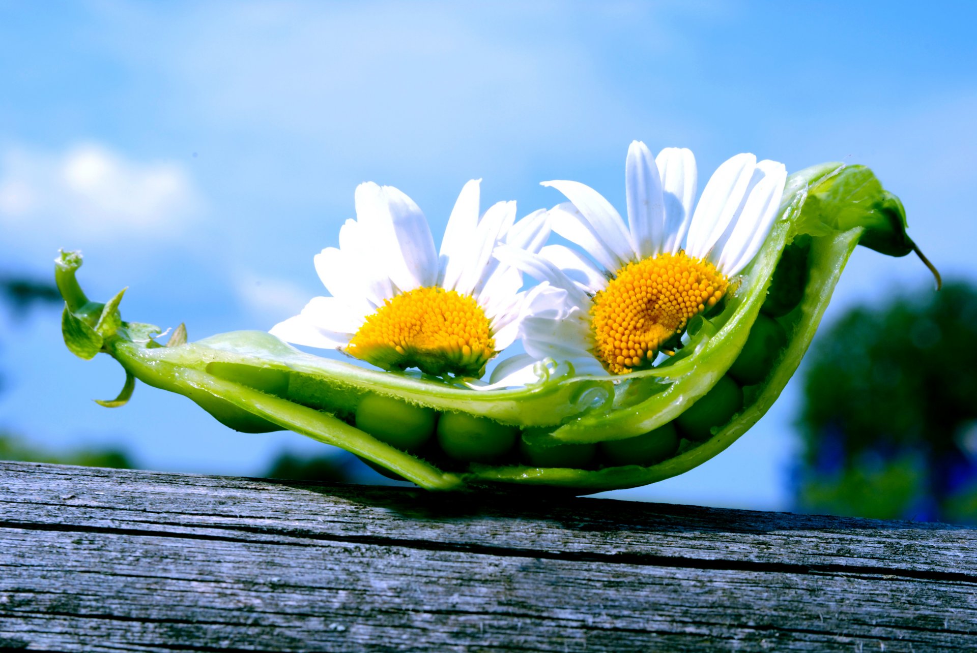 natur blumen gänseblümchen erbsen himmel pod erbsen