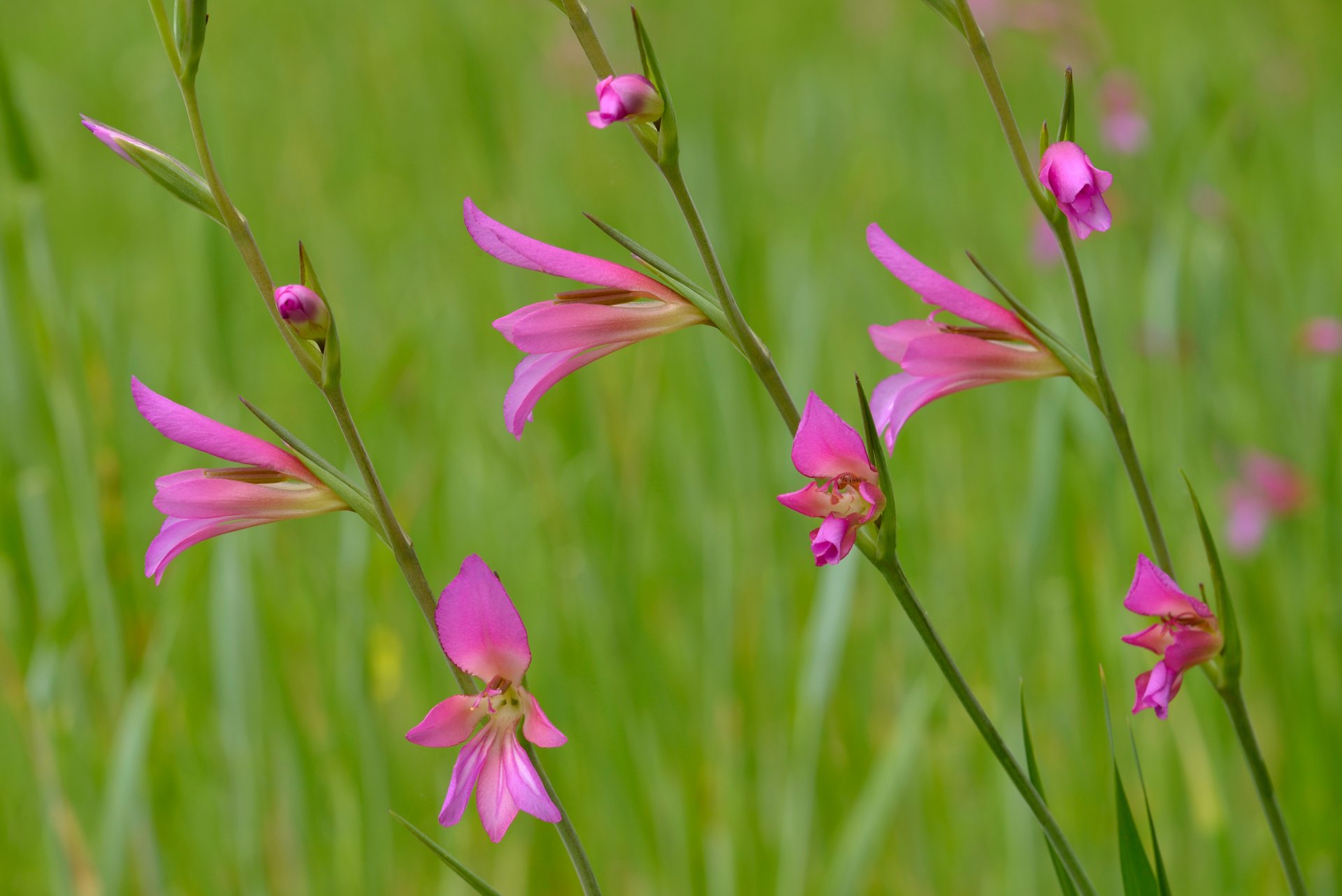 campo prado planta hierba flores