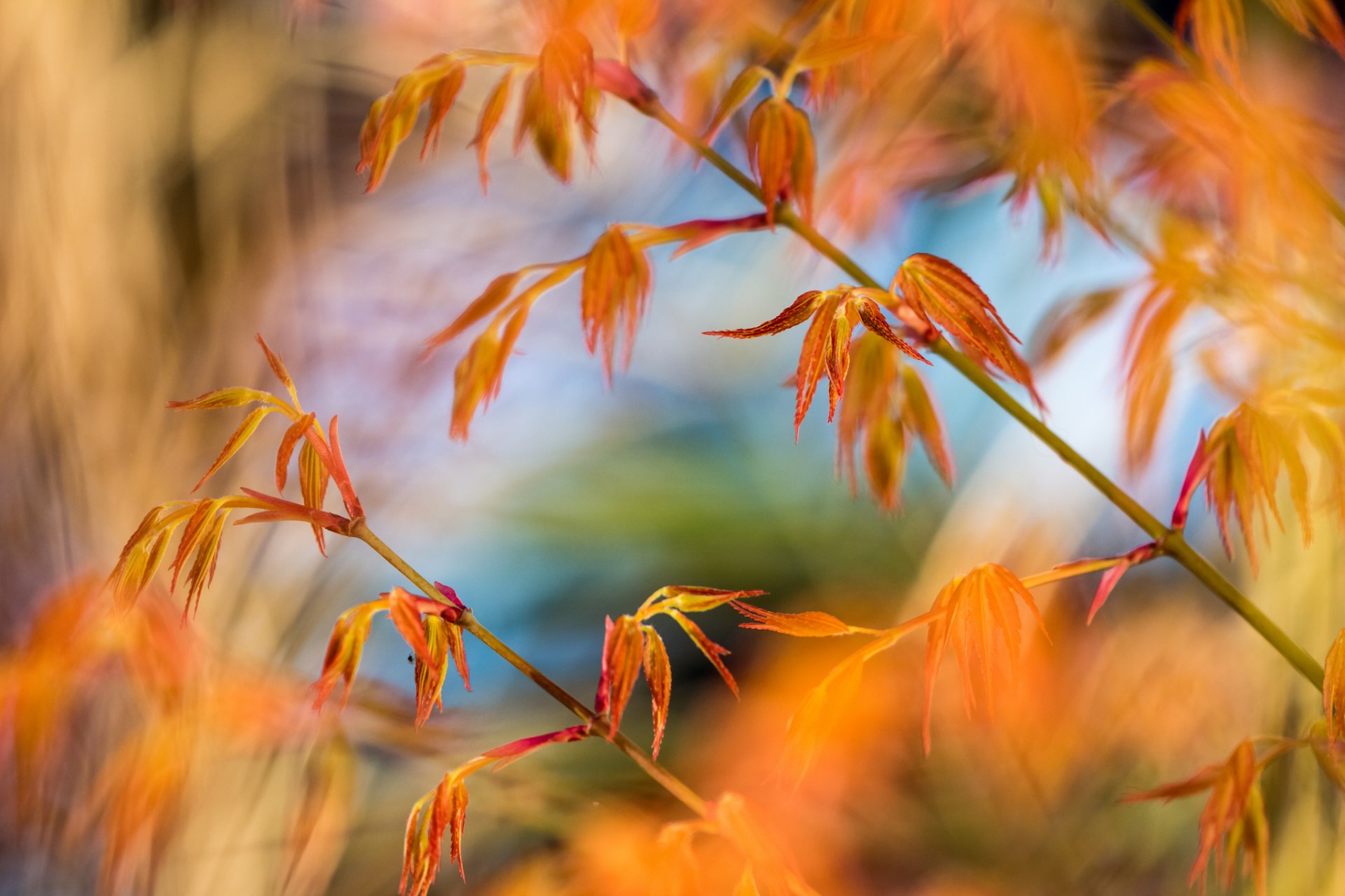 plante tige feuilles automne