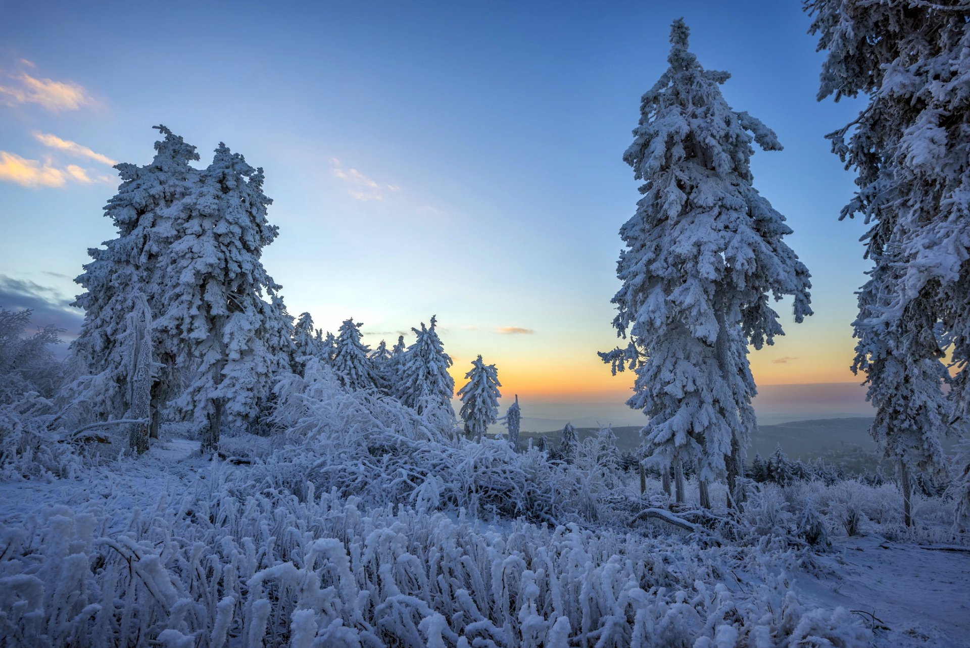 morning winter forest snow landscape