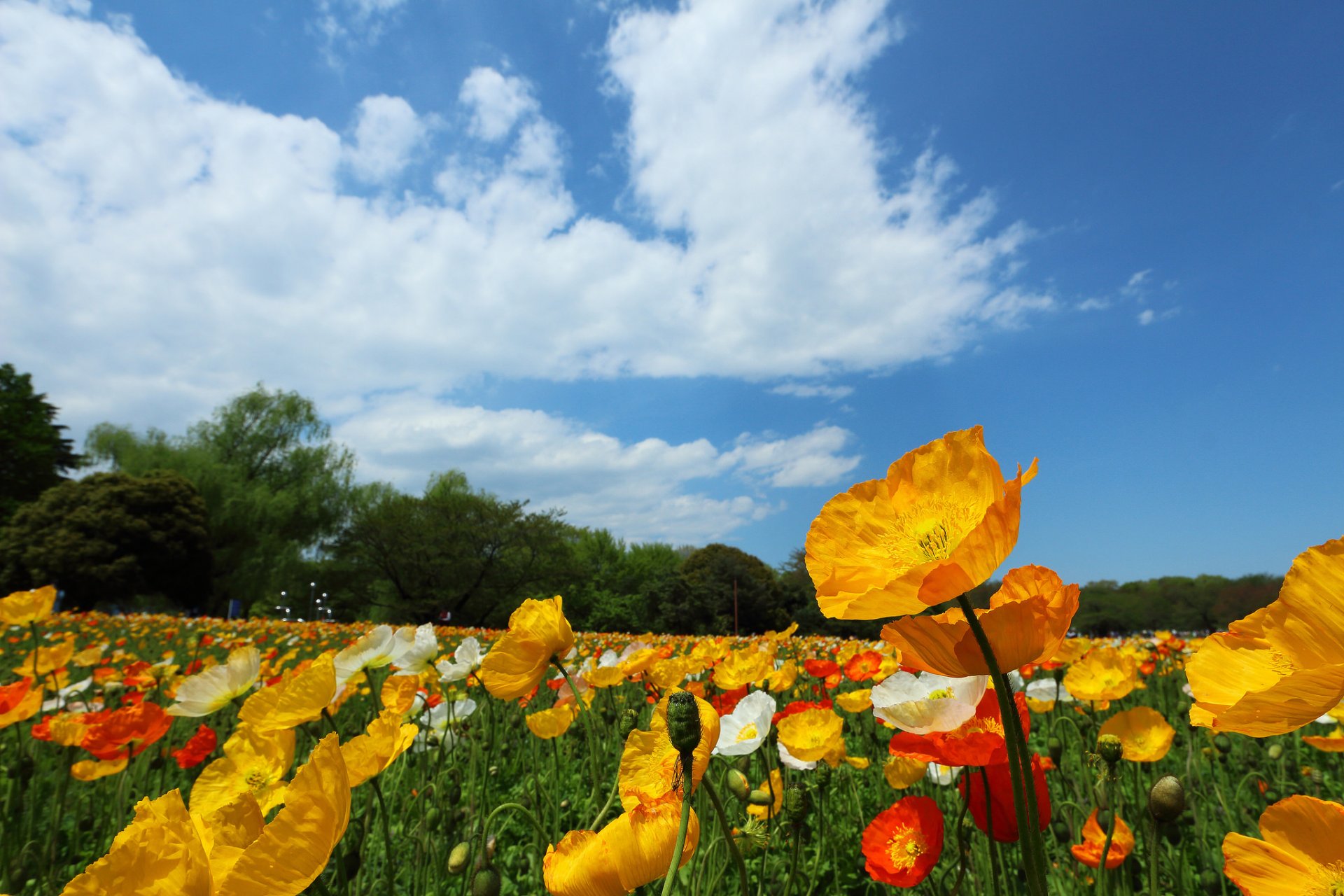 cielo nubes árboles campo prado flores amapolas