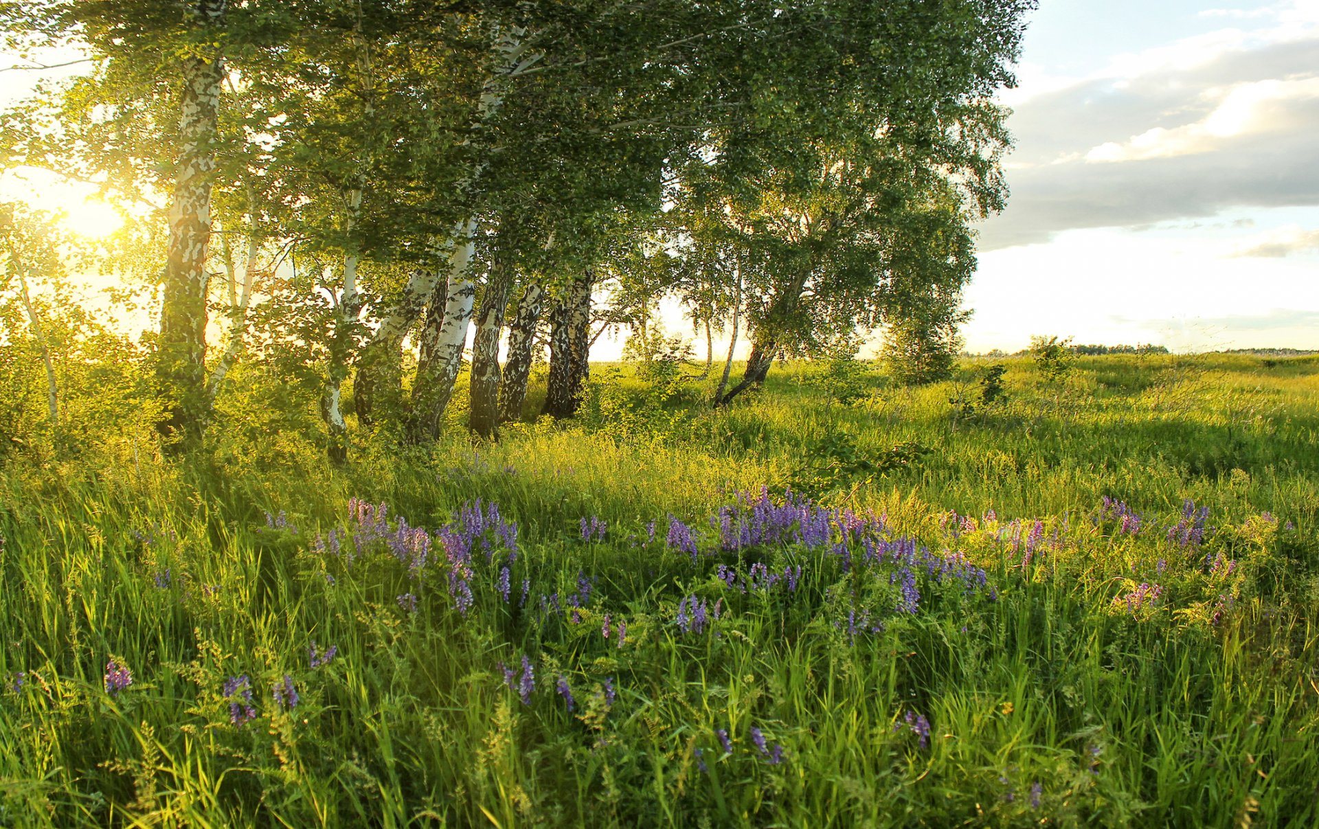 sommer feld wiese gras blumen grüns bäume birken sonne