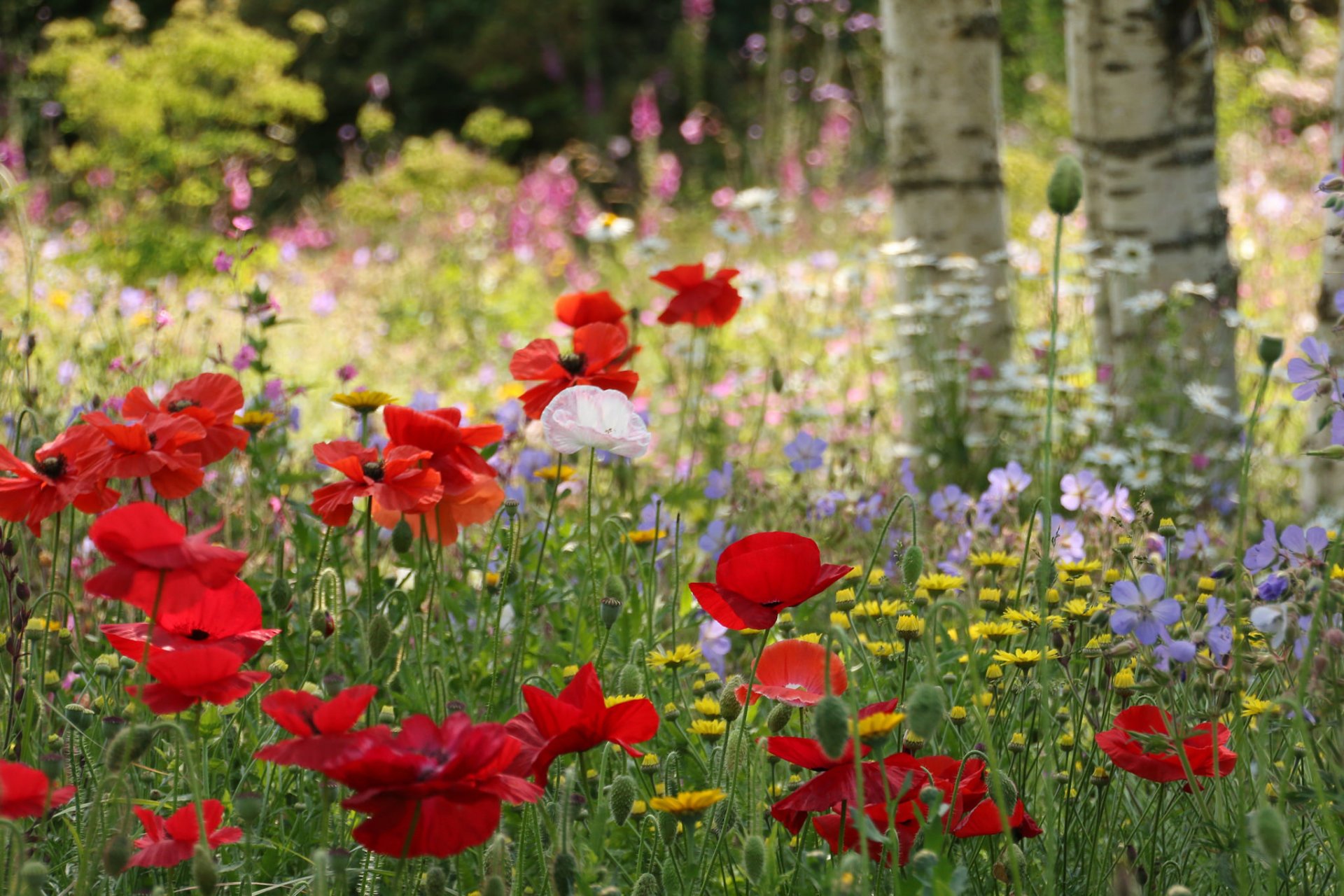 forêt clairière herbe arbres fleurs coquelicots