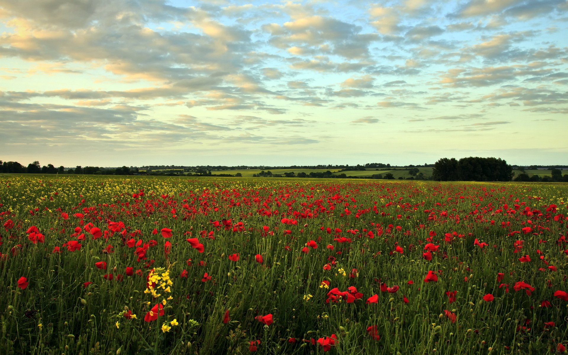 campo papaveri estate paesaggio