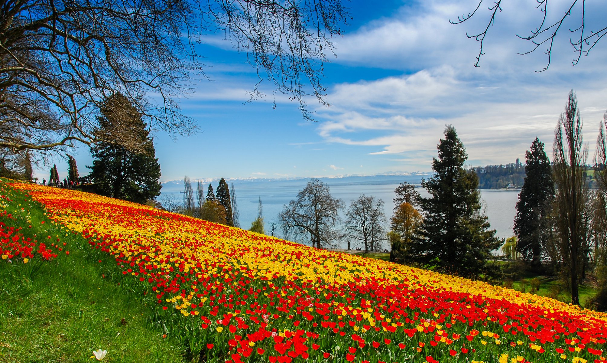 hang gras blumen tulpen bäume see landschaft