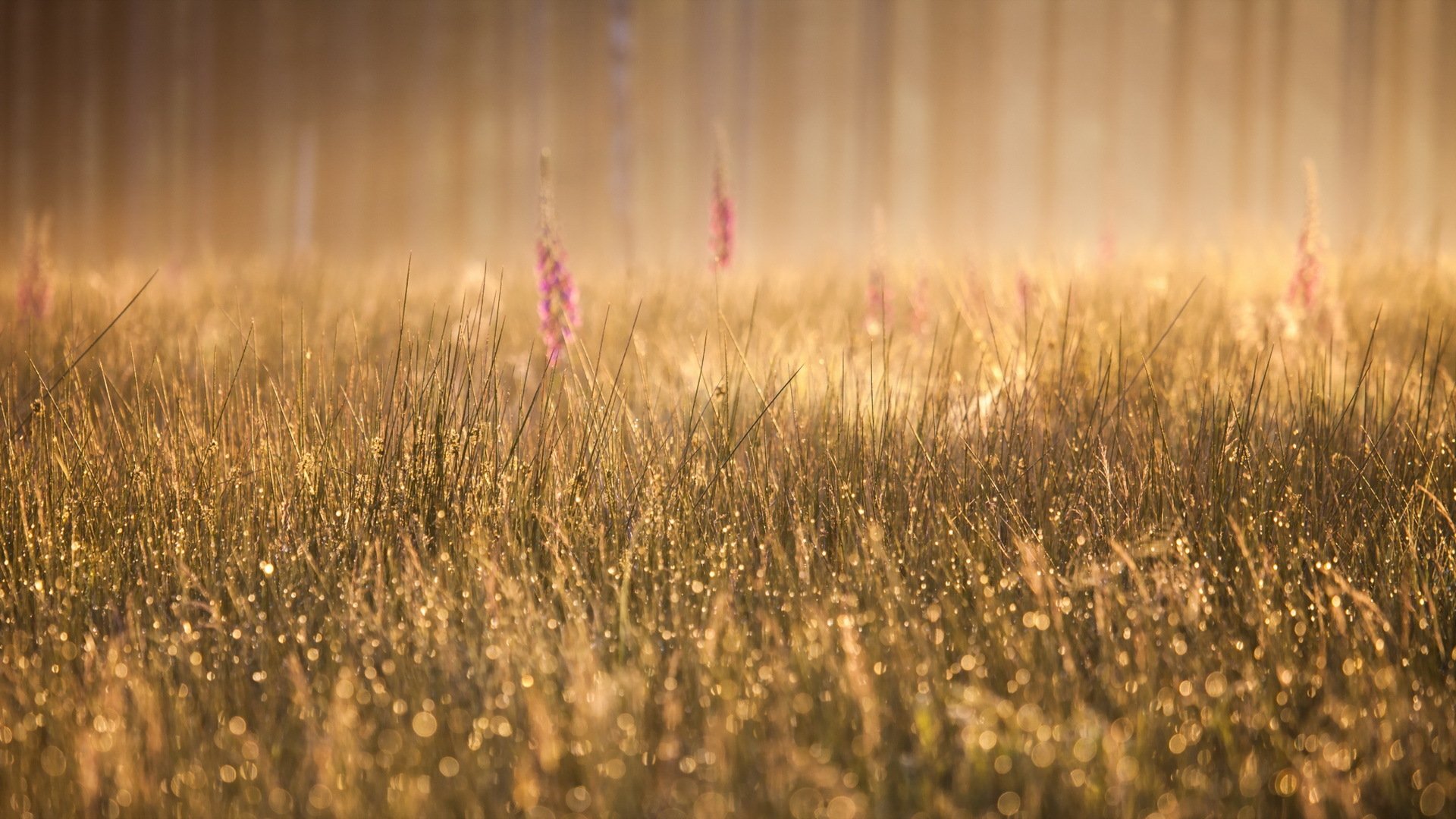 grass morning fog