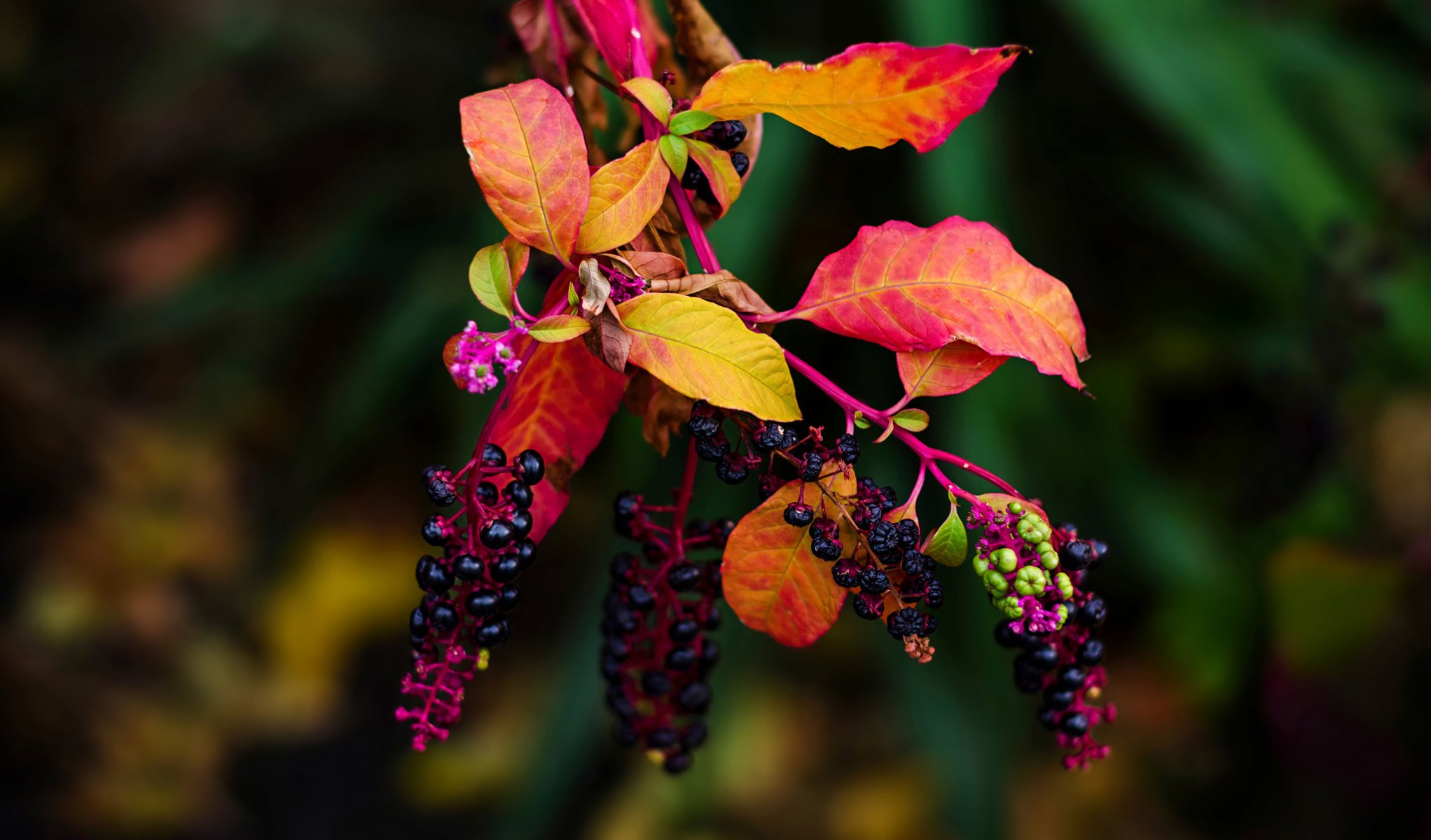 branche feuilles fruits