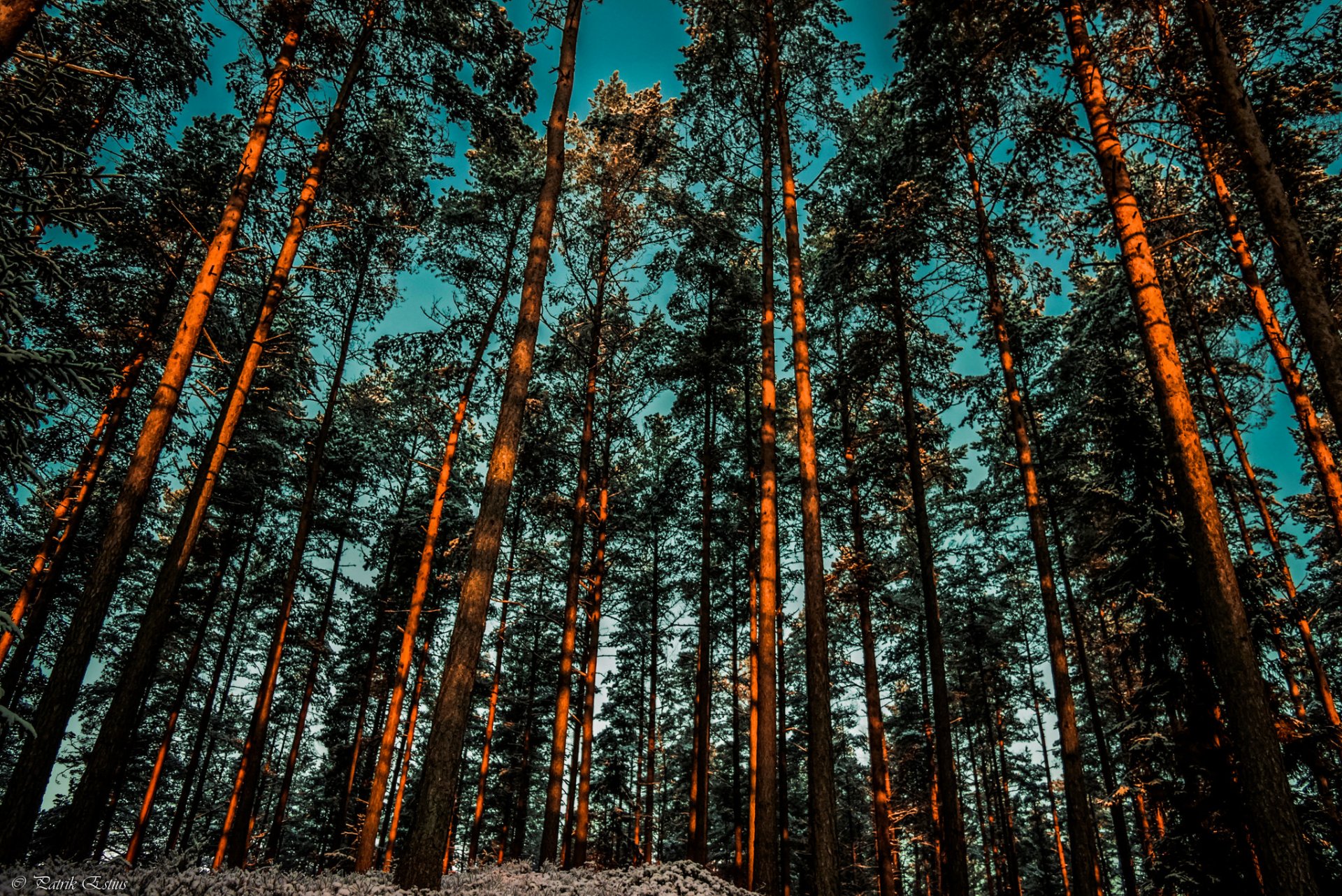 himmel wald bäume kiefern