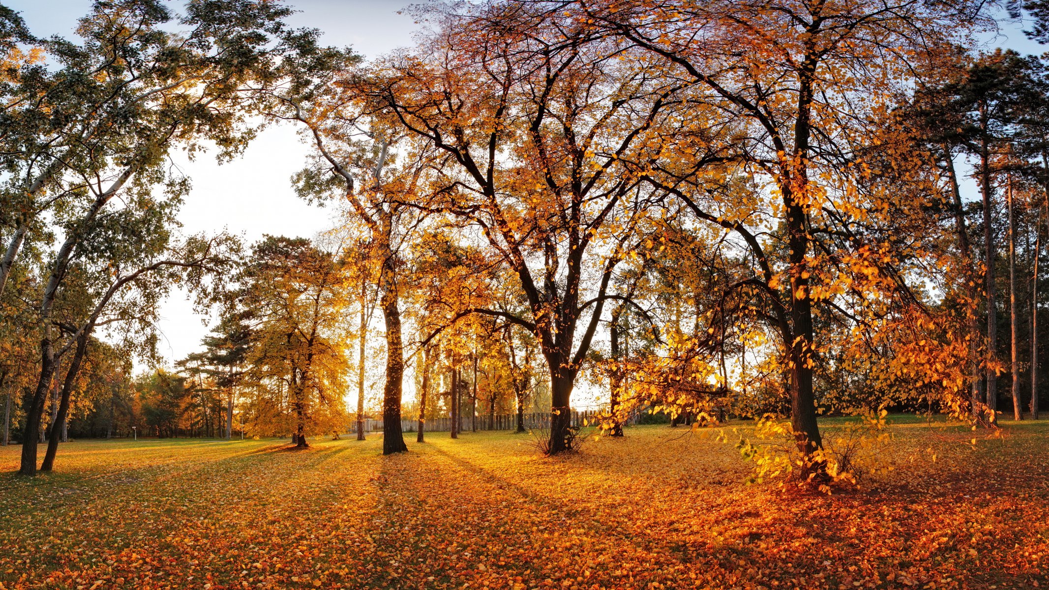 autunno parco albero natura paesaggio foglie alberi