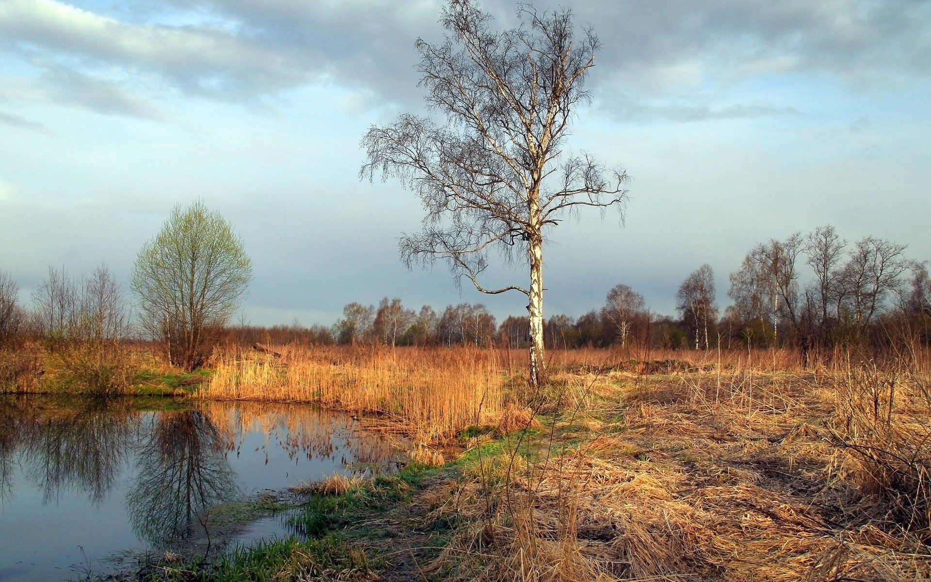 albero stagno natura paesaggio