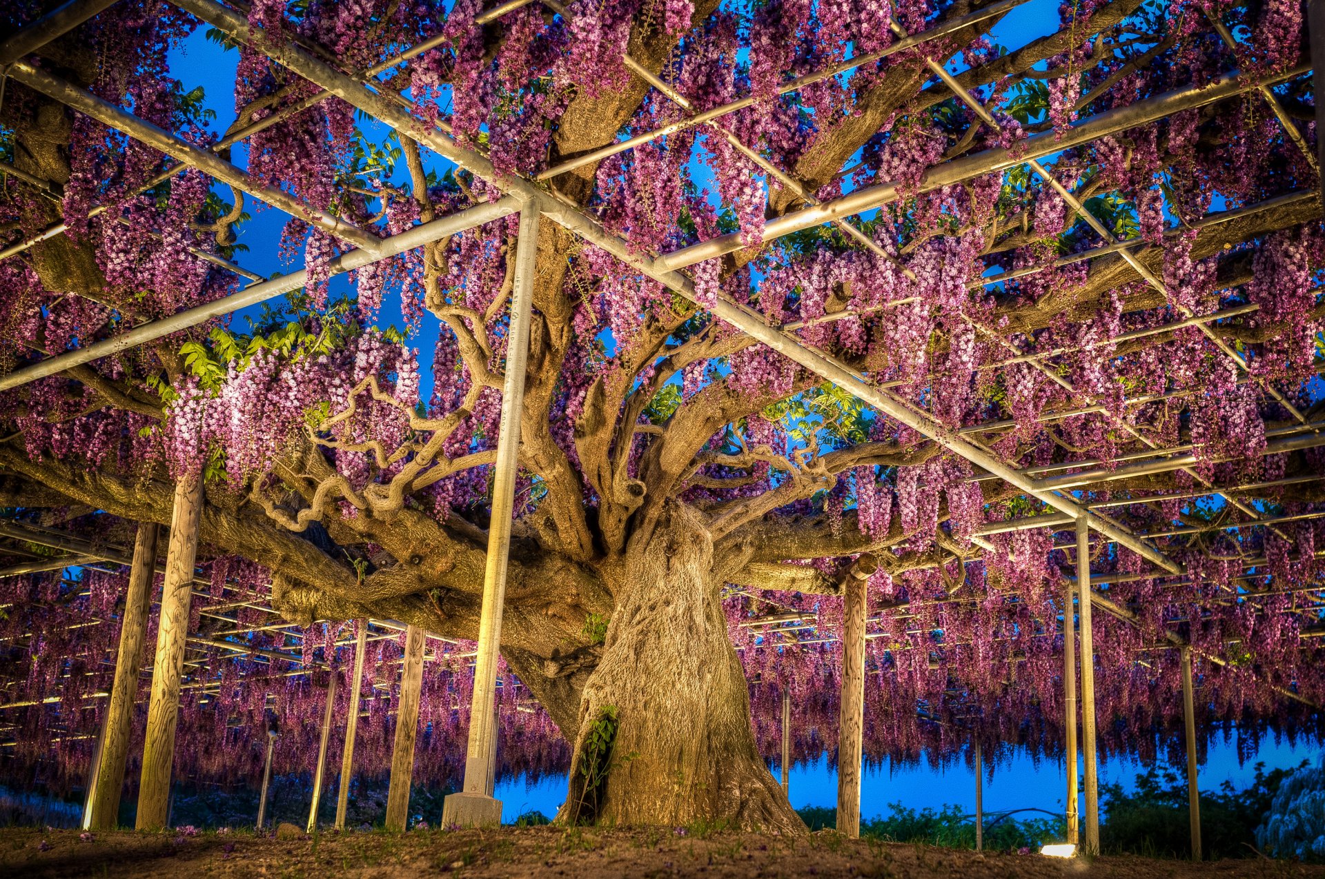 giappone parco glicine ashikaga fiore parco natura foto