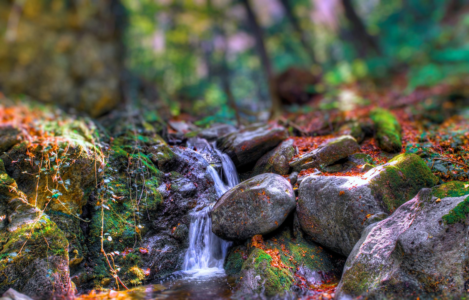 bosque río corriente rocas piedras árboles otoño efecto especial