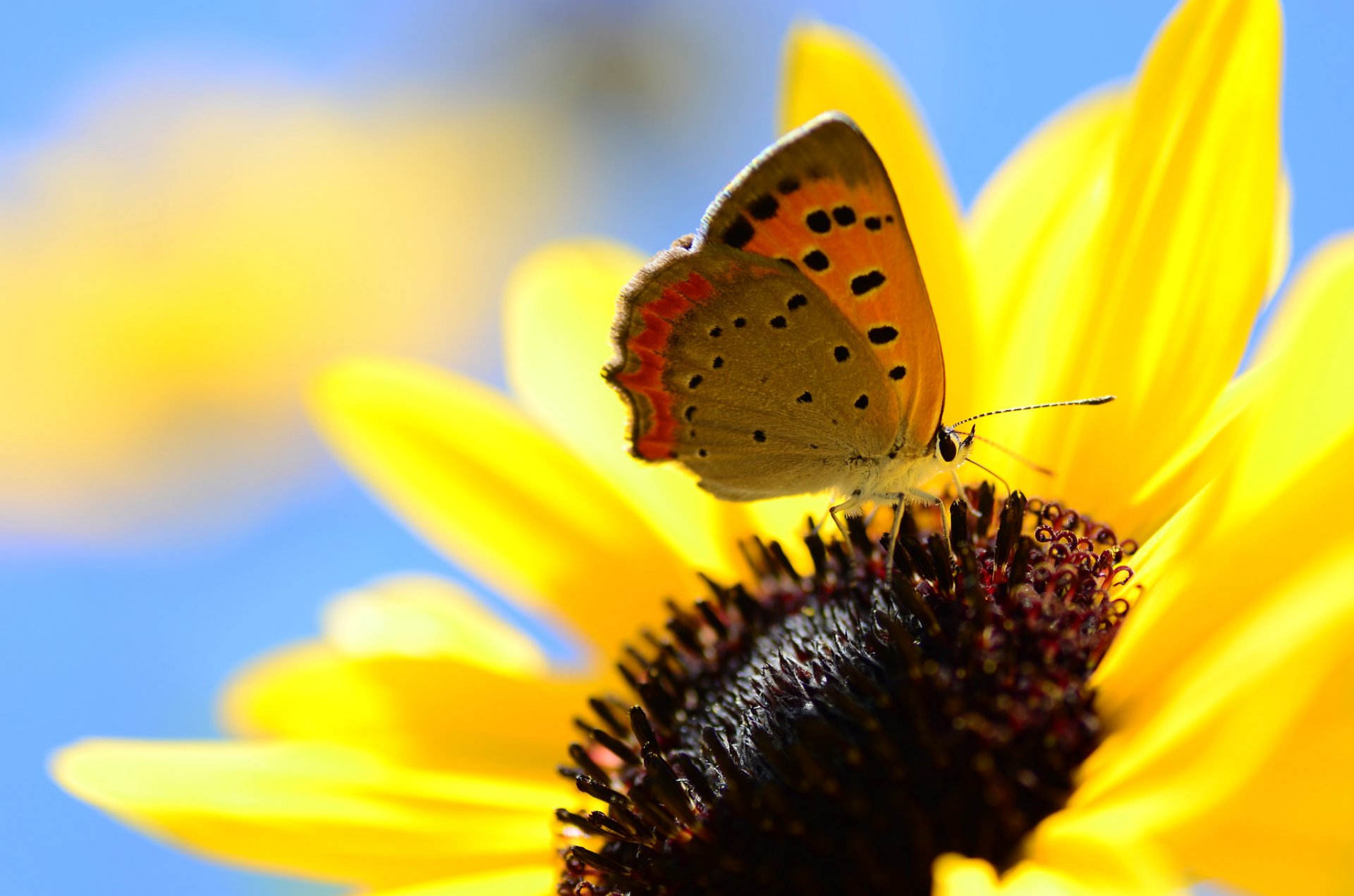 ciel fleur pétales insecte papillon