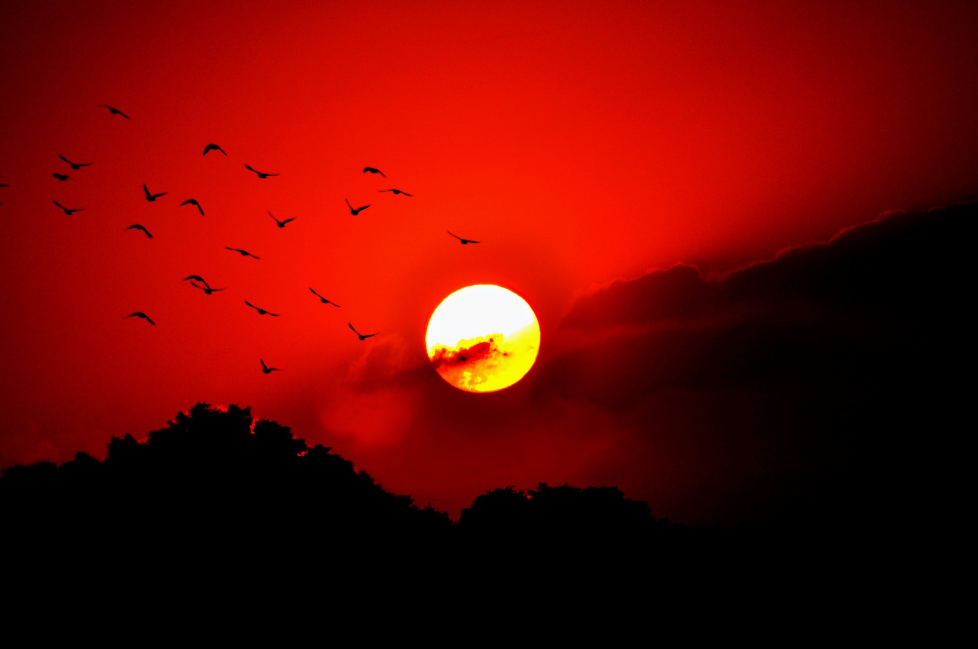 ky clouds sunset sun glow birds tree silhouette