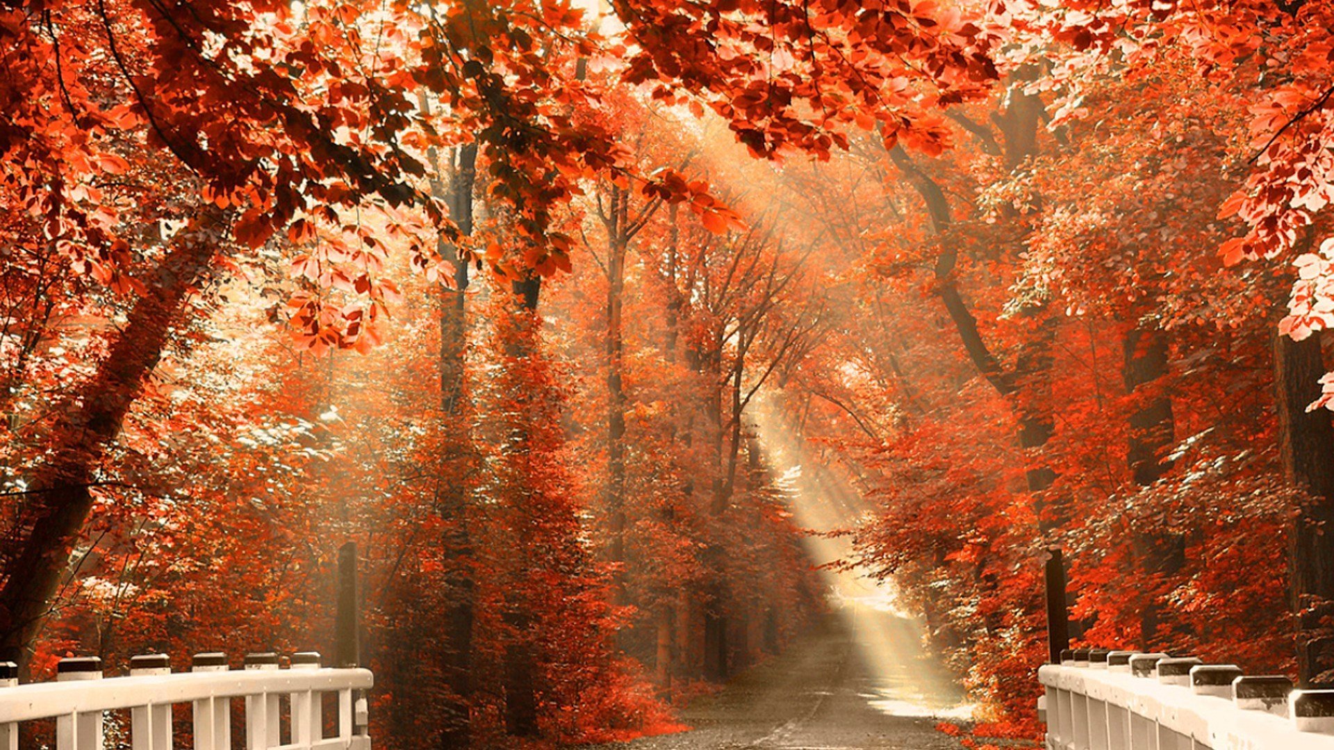 autunno parco strada ponte foglie natura foto