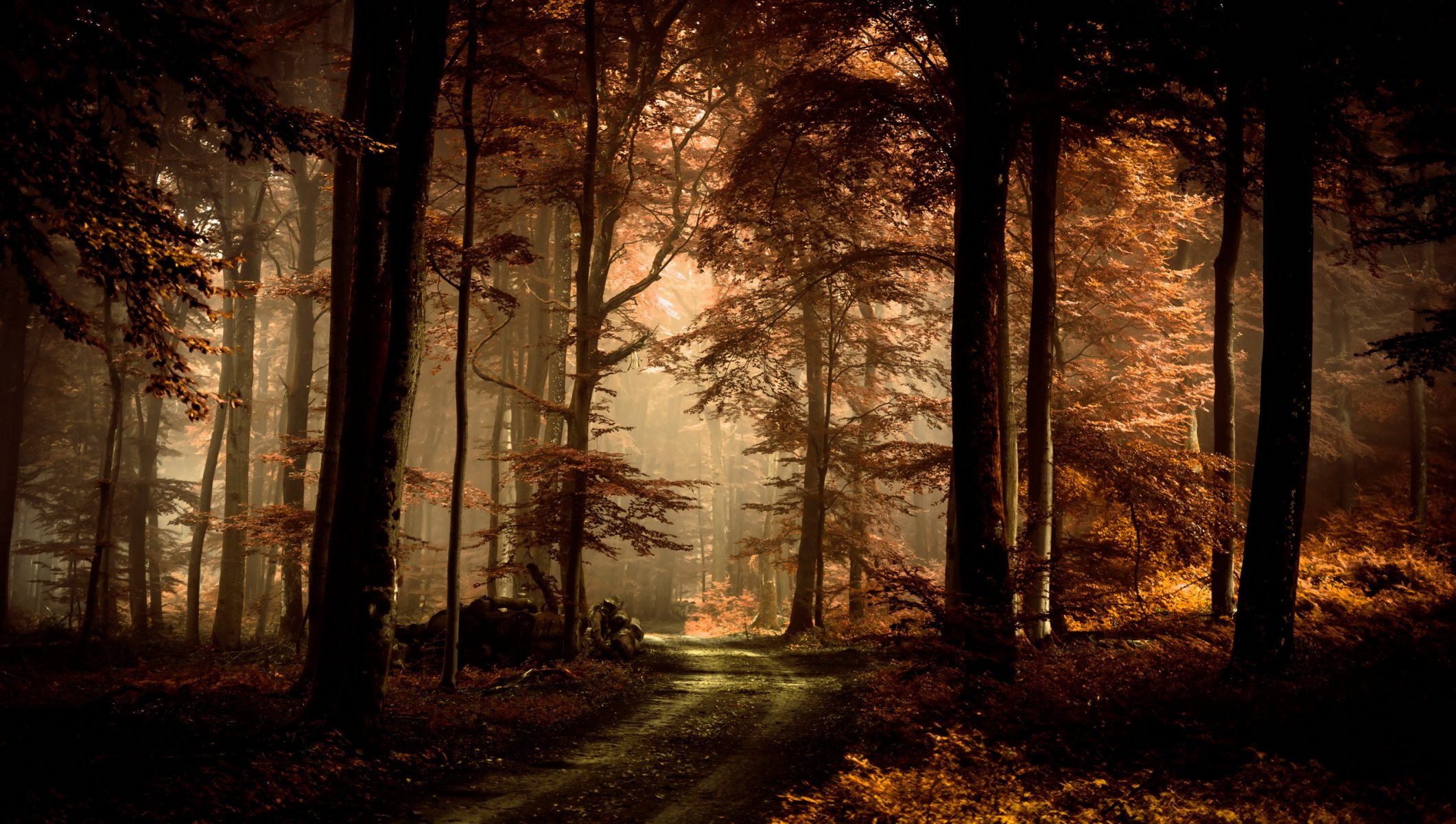 bosque camino otoño