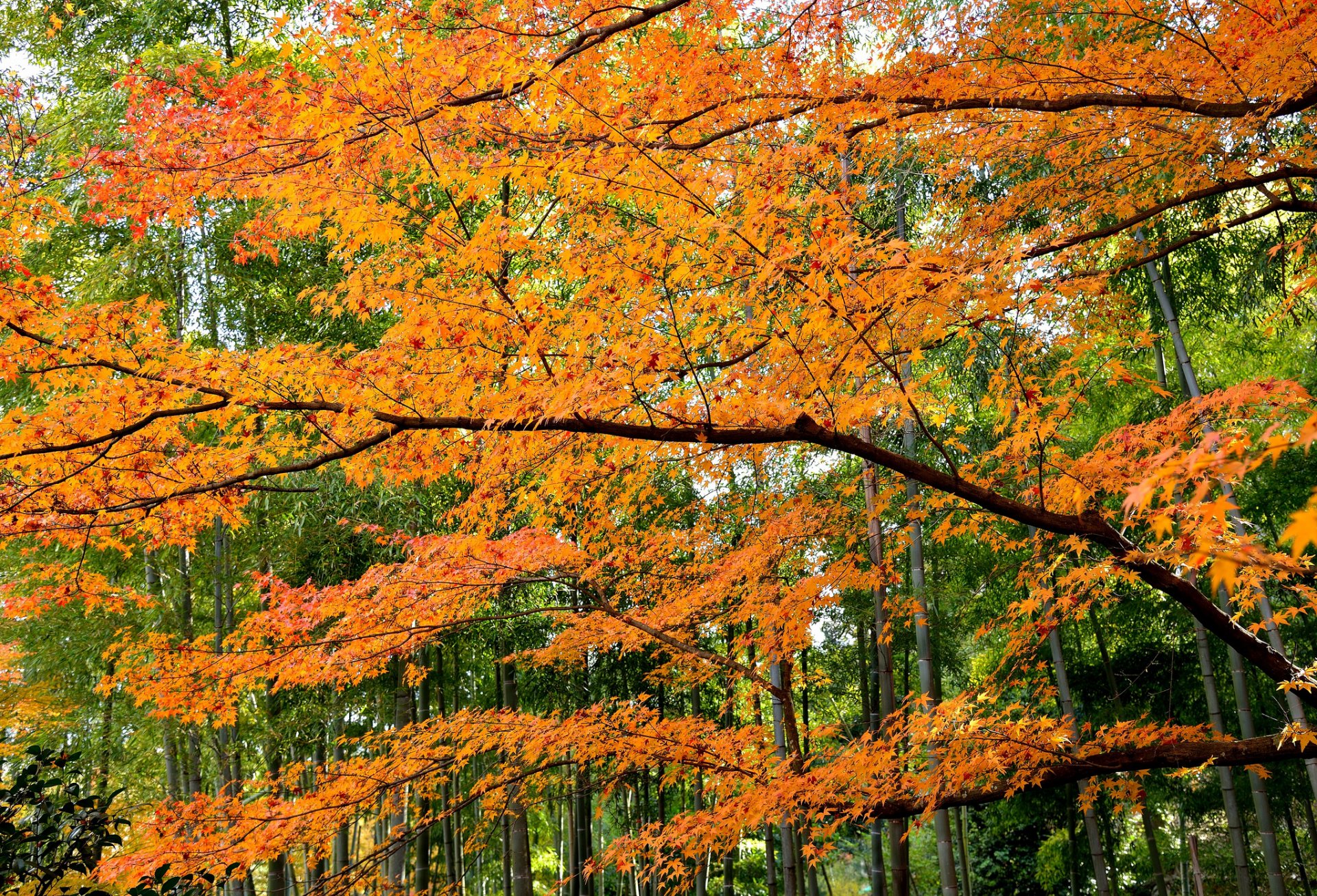 wald bäume blätter herbst purpurrot