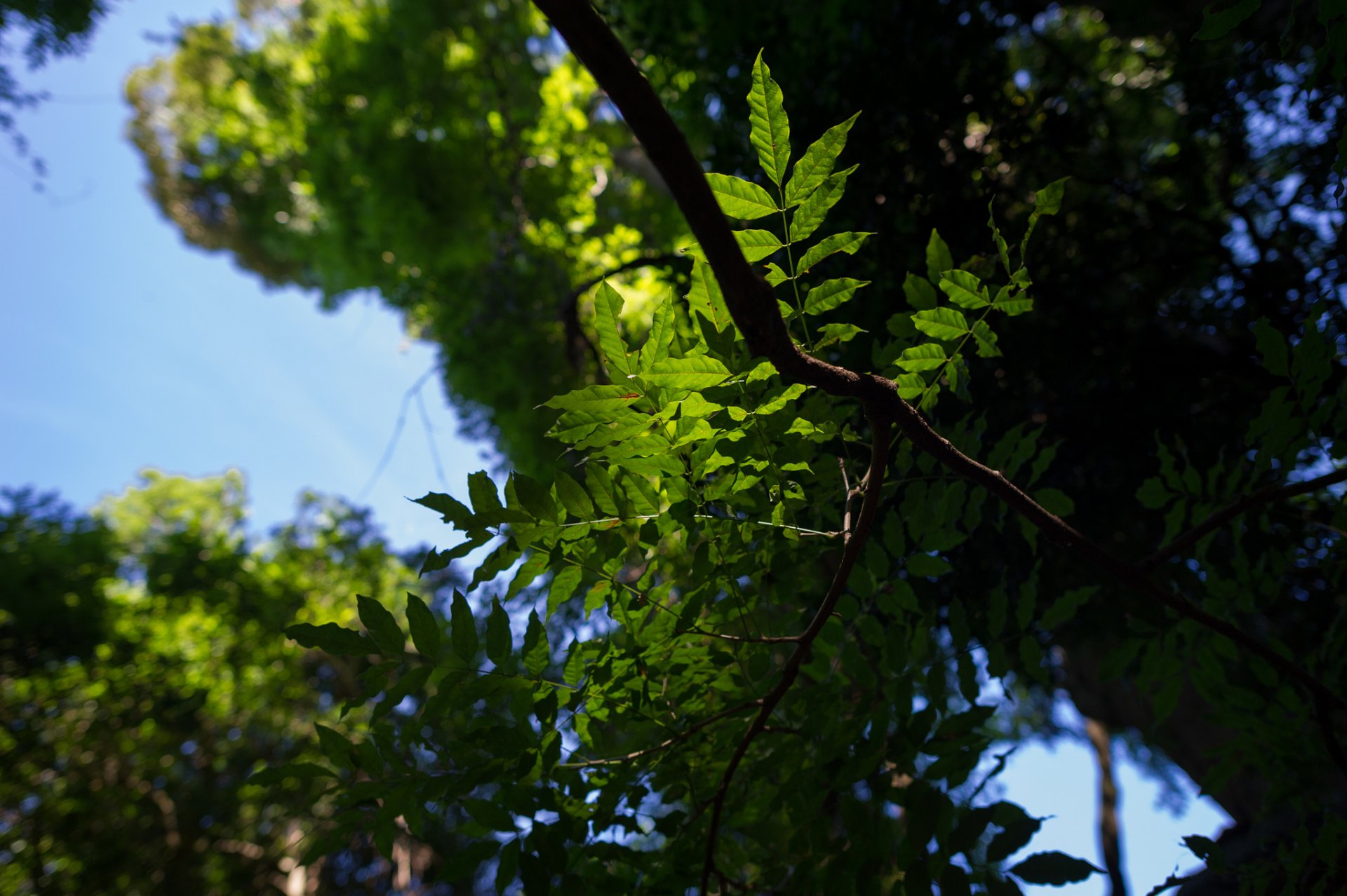 naturaleza macro hojas verde árboles ramas cielo