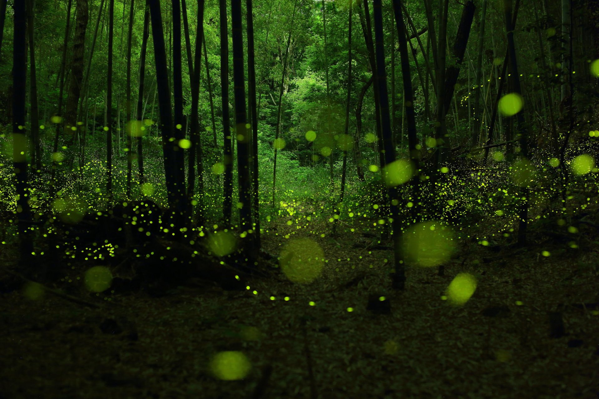 forêt crépuscule lucioles bokeh