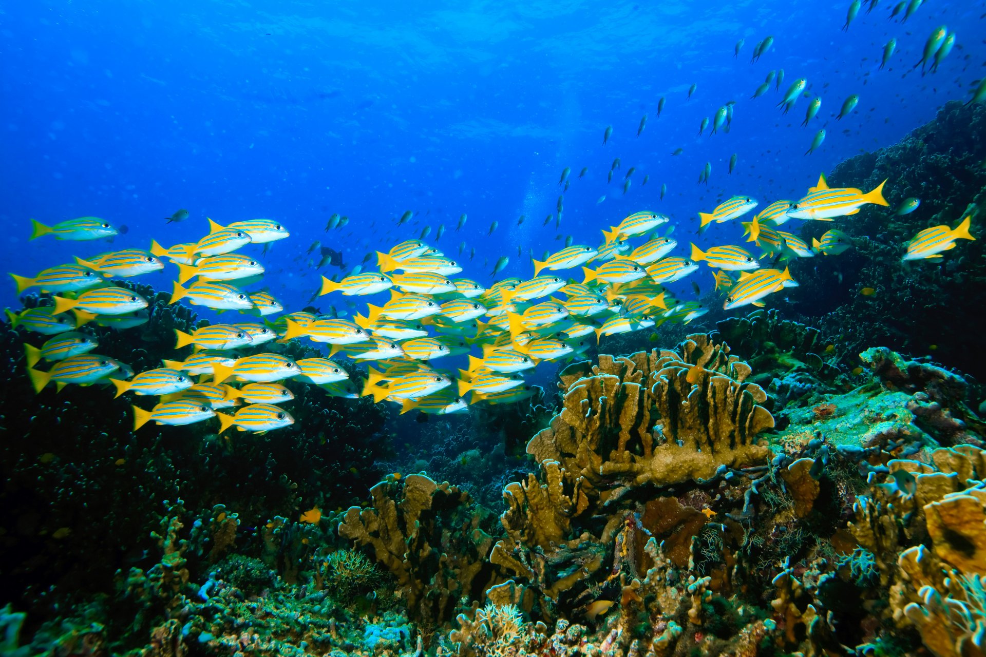 naturaleza fondo marino carales algas bandada peces carli rebaño pescado