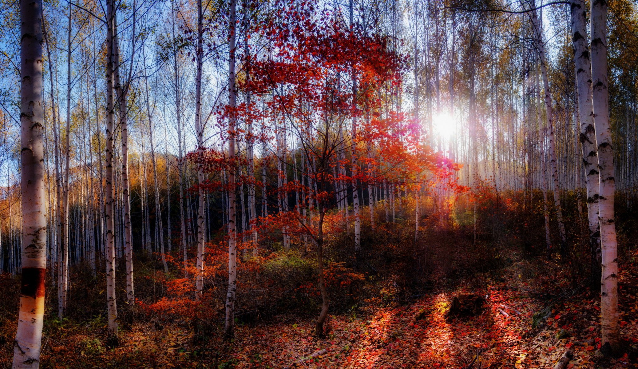 mañana bosque otoño