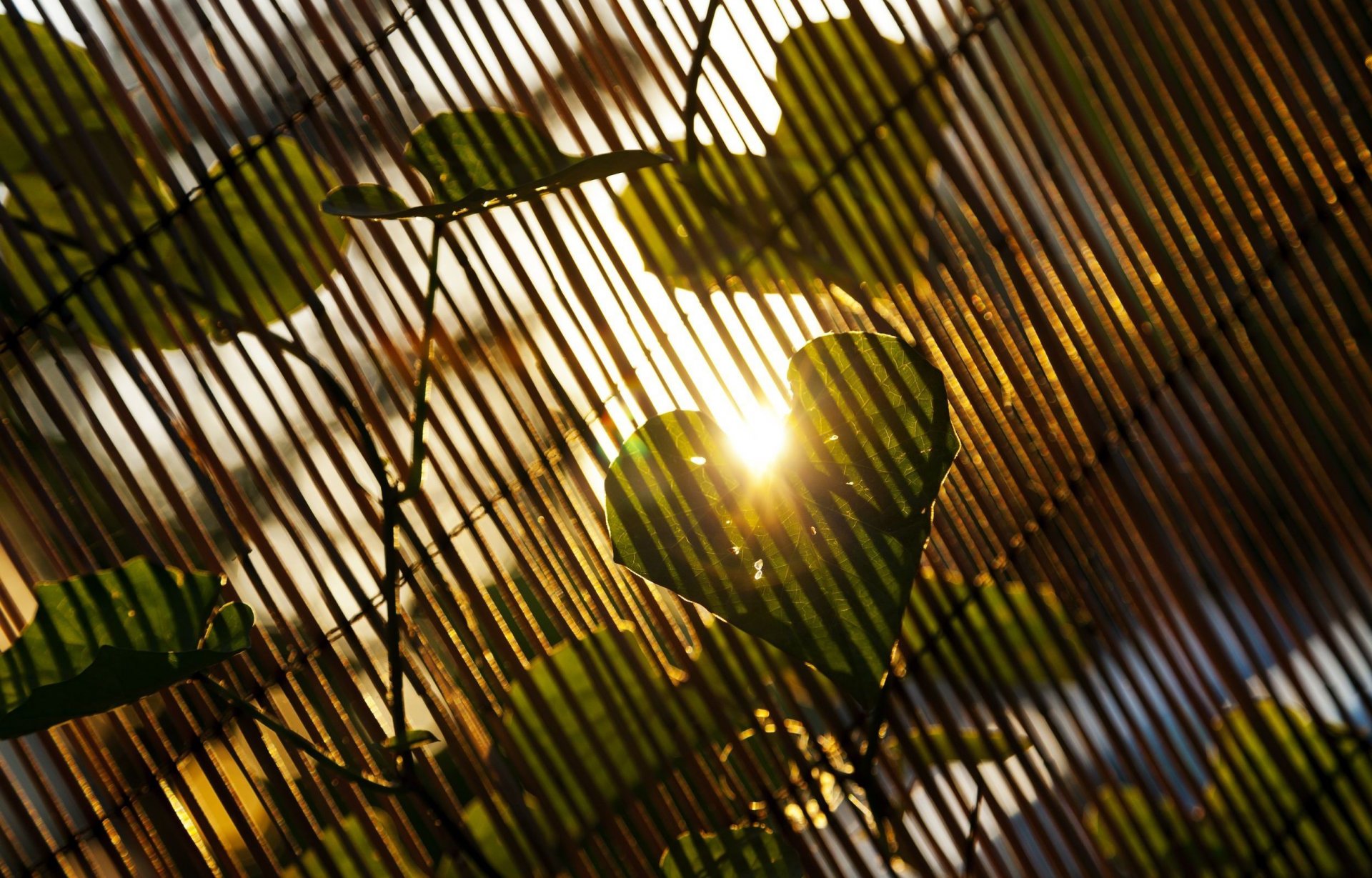 naturaleza hojas hoja sol rayos día corazón árbol amor