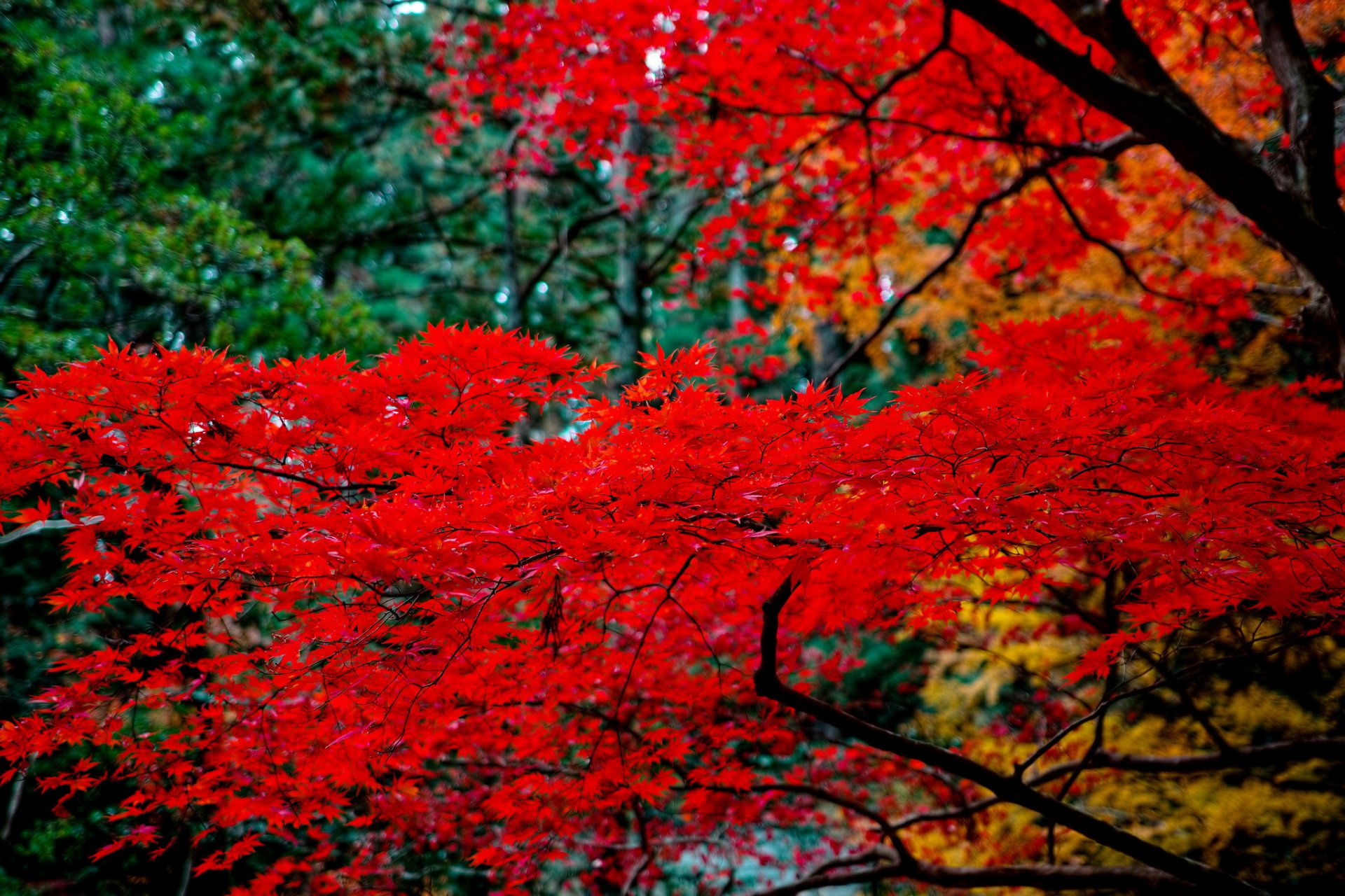 baum japanischer ahorn blätter natur zweige