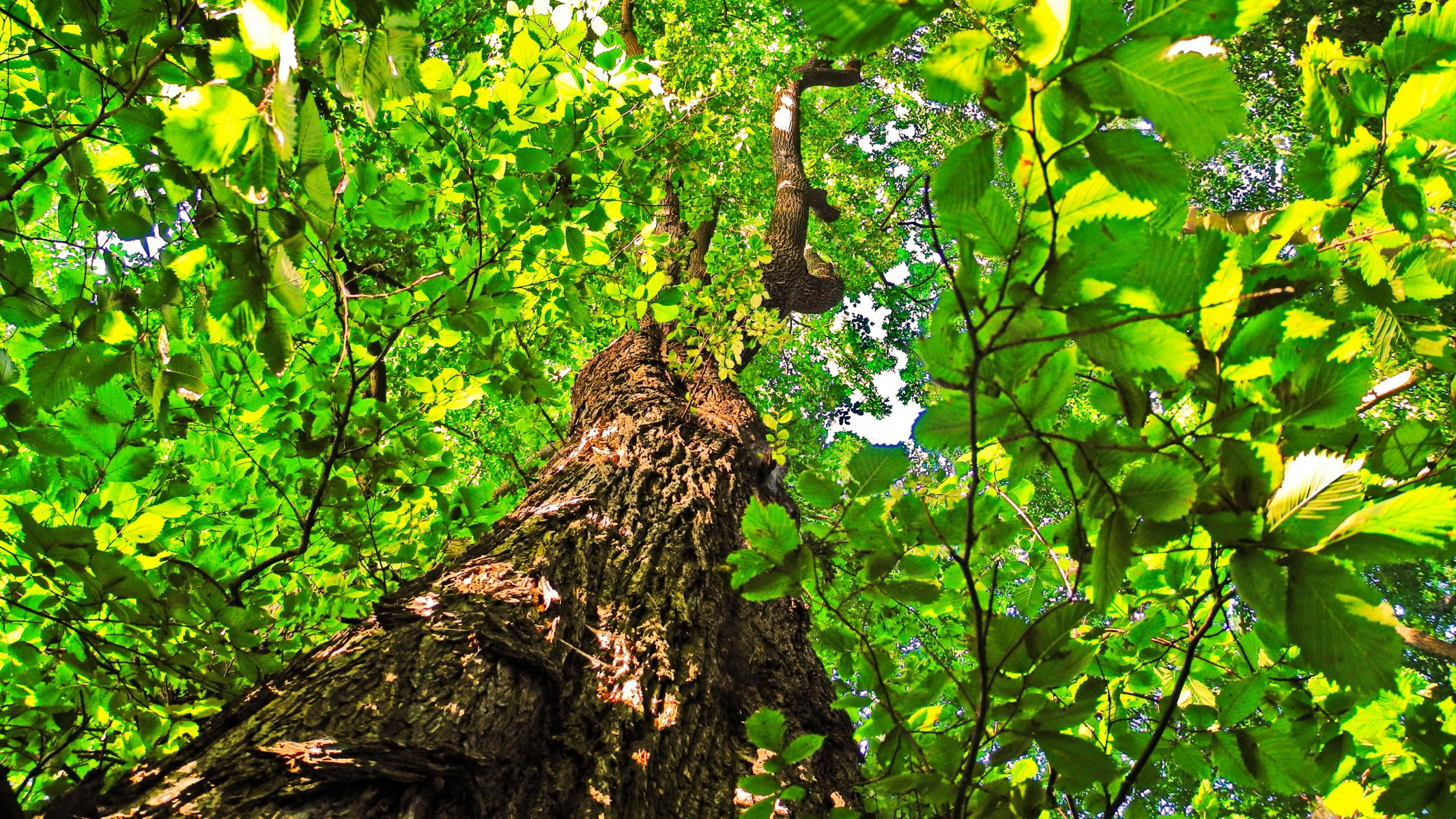 baum stamm krone blätter linde himmel